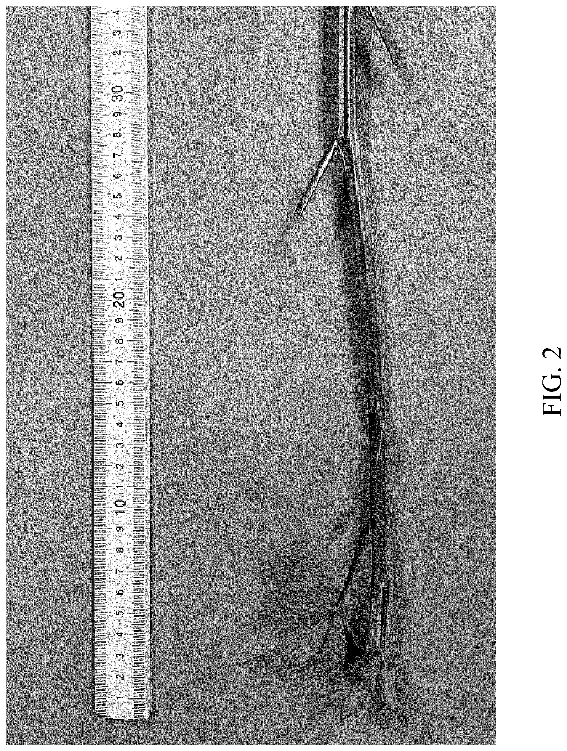 Patent USPP036300 Figure 2 – Blackberry plant named ‘DrisBlackThirtyThree’