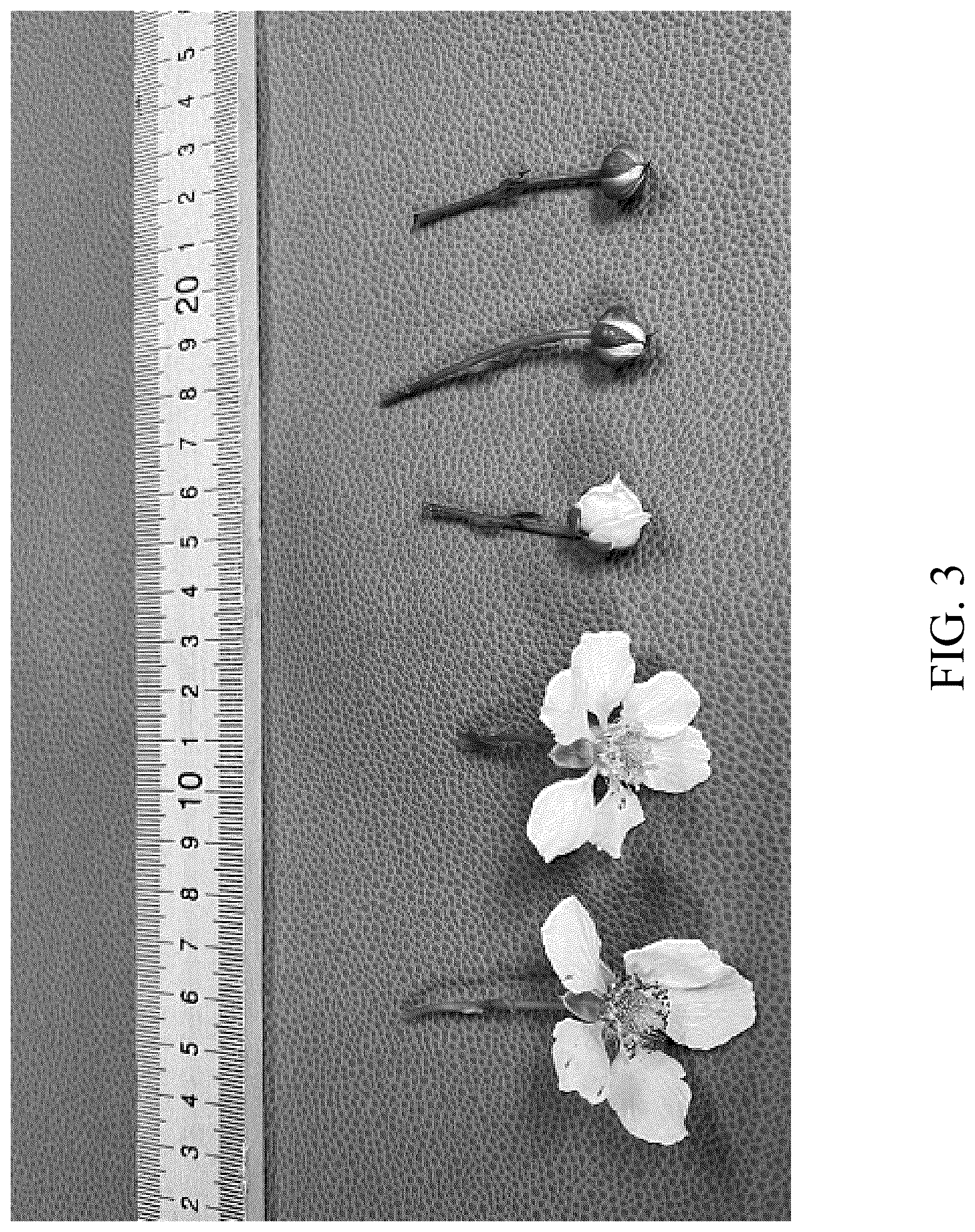 Patent USPP036300 Figure 3 – Blackberry plant named ‘DrisBlackThirtyThree’