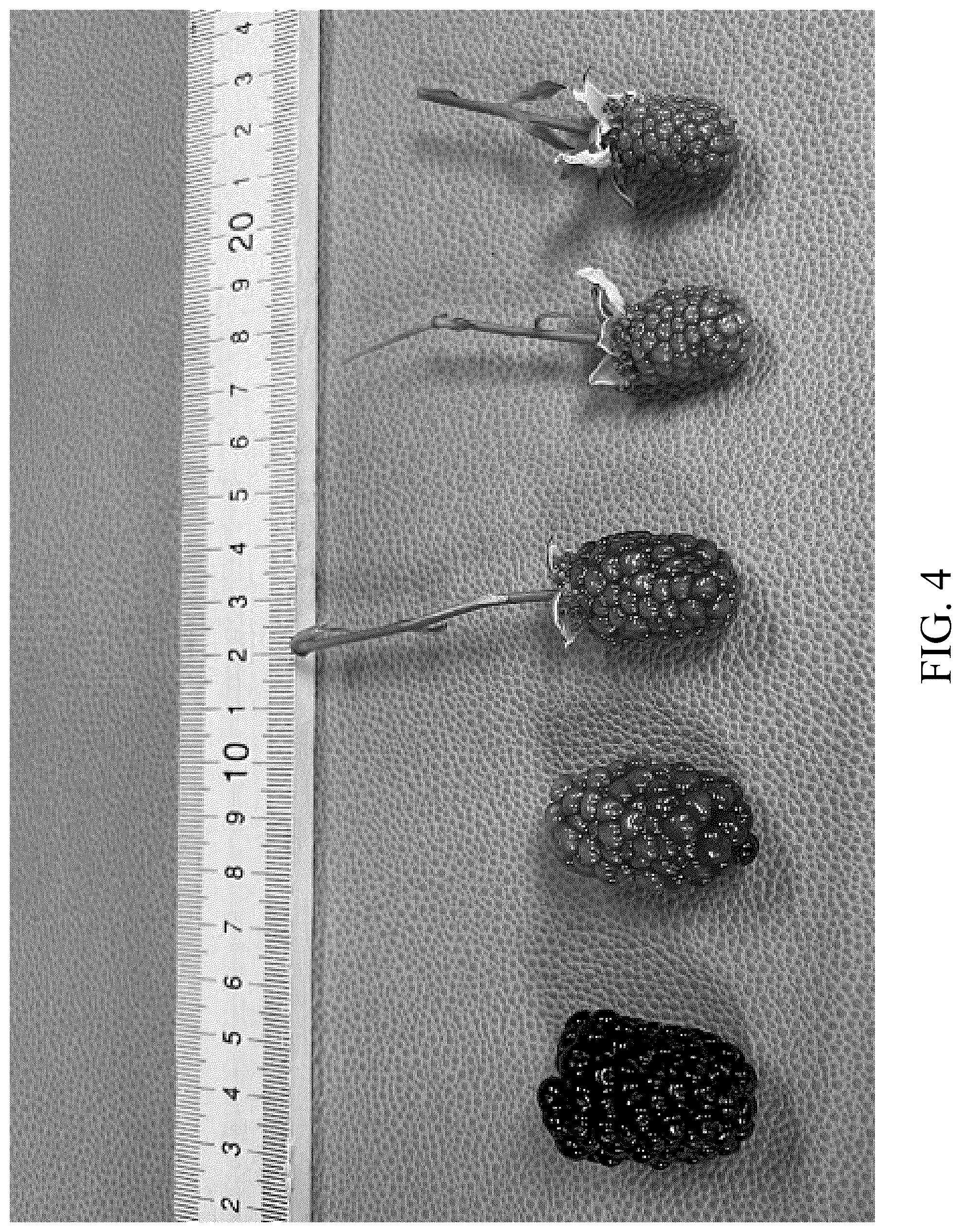 Patent USPP036300 Figure 4 – Blackberry plant named ‘DrisBlackThirtyThree’
