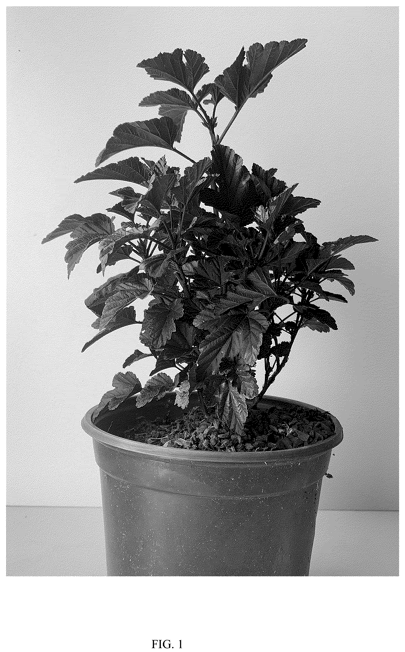 Patent USPP036301 Figure 1 – Physocarpus plant named ‘GRDARK01’