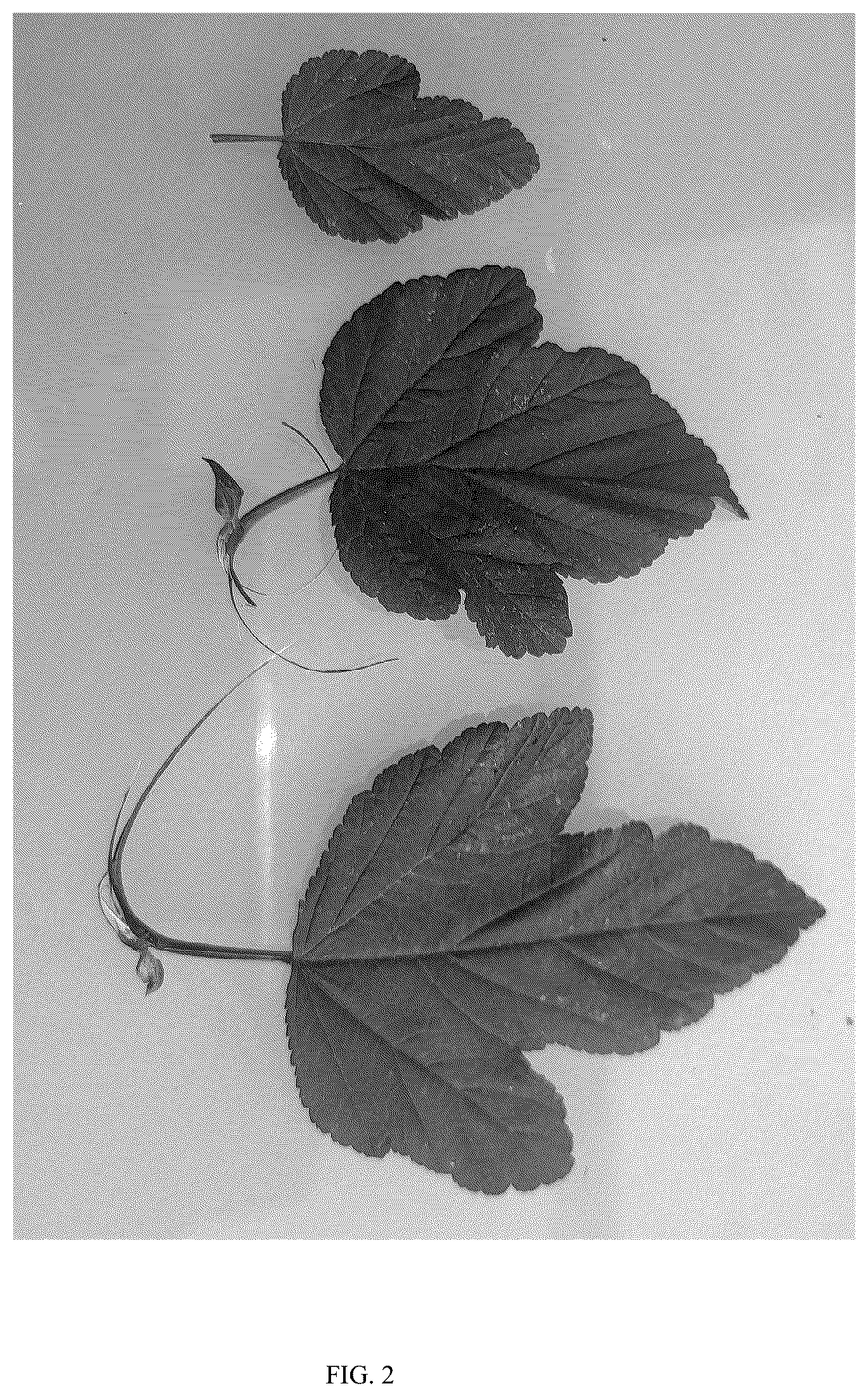 Patent USPP036301 Figure 2 – Physocarpus plant named ‘GRDARK01’