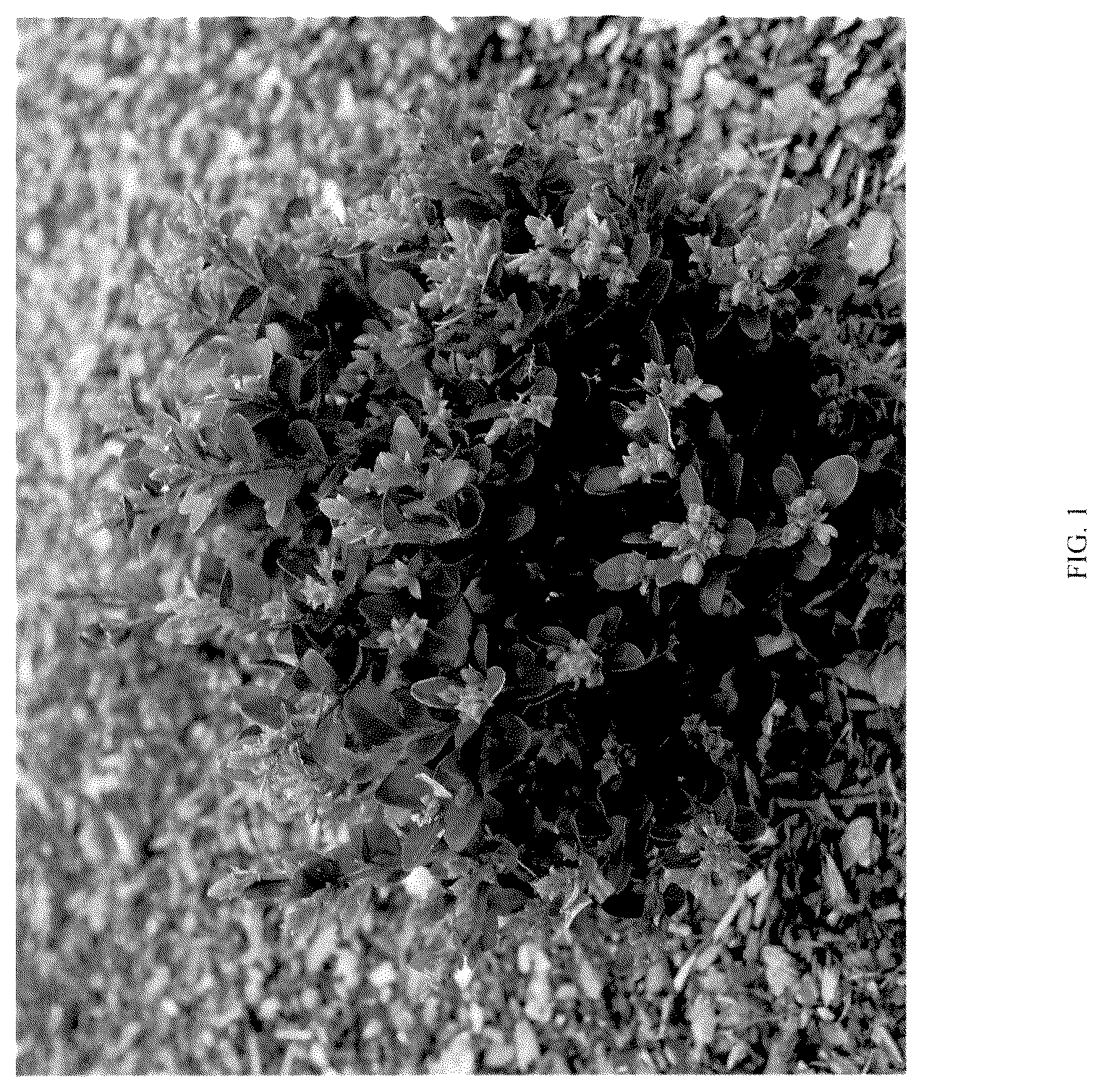 Patent USPP036302 Figure 1 – Buxus plant named ‘NSBBL’