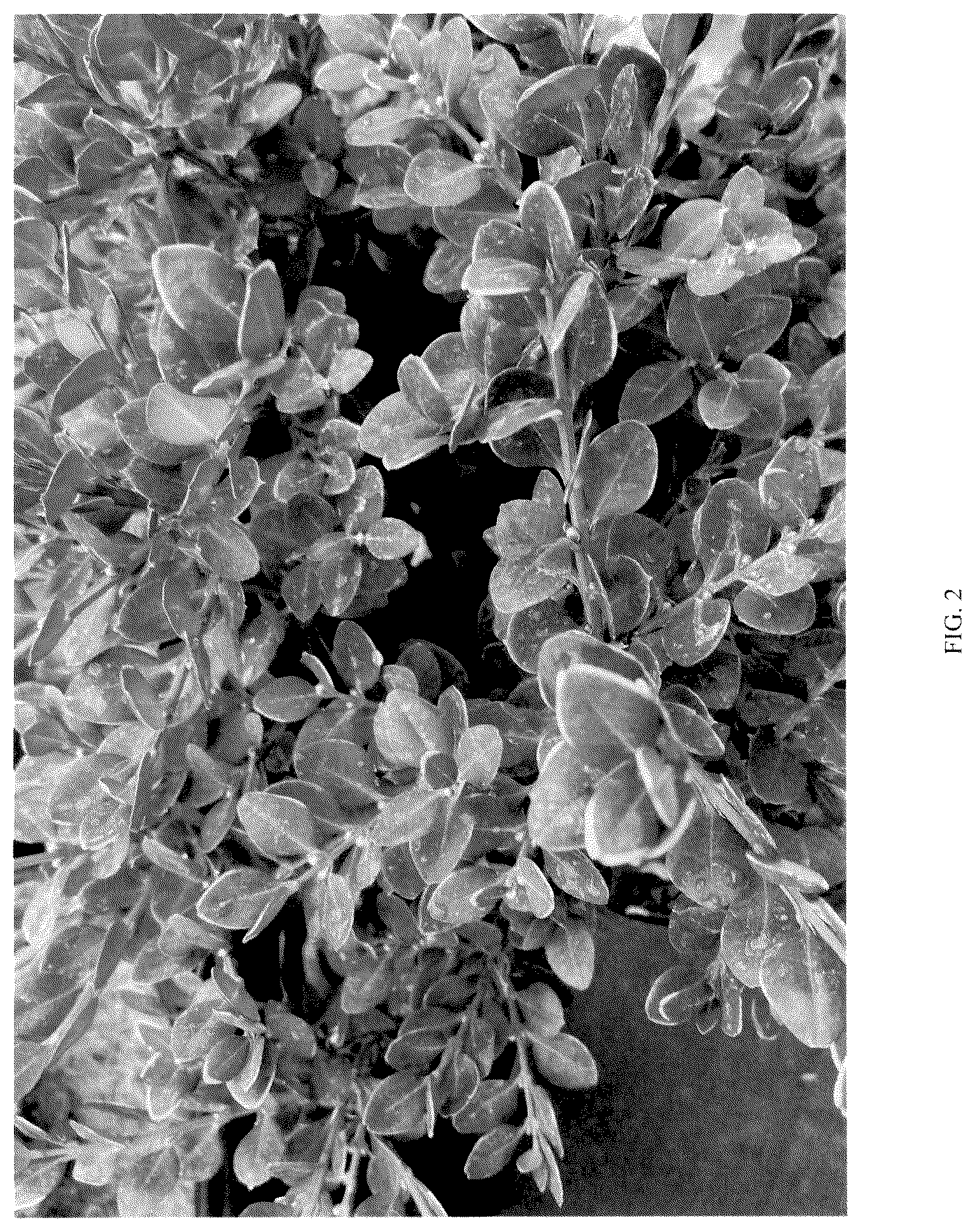 Patent USPP036302 Figure 2 – Buxus plant named ‘NSBBL’