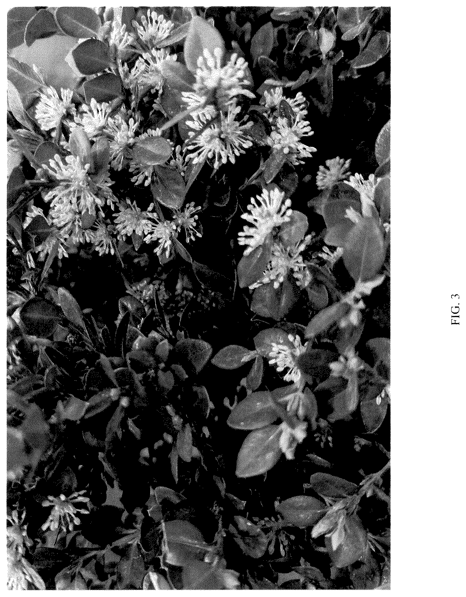 Patent USPP036302 Figure 3 – Buxus plant named ‘NSBBL’