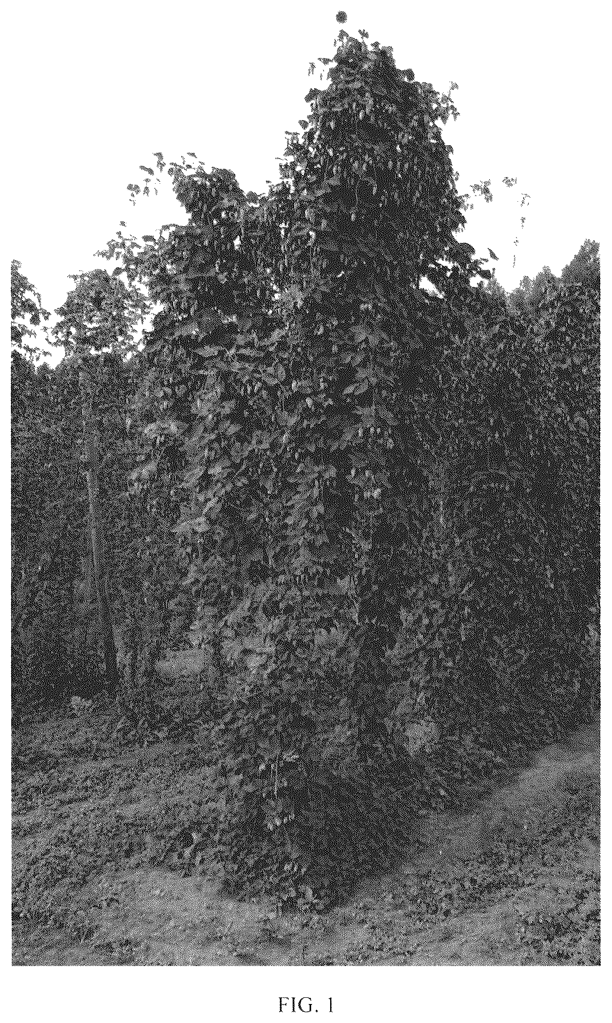 Patent USPP036303 Figure 1 – Hop plant named ‘Furano 0612B Go’