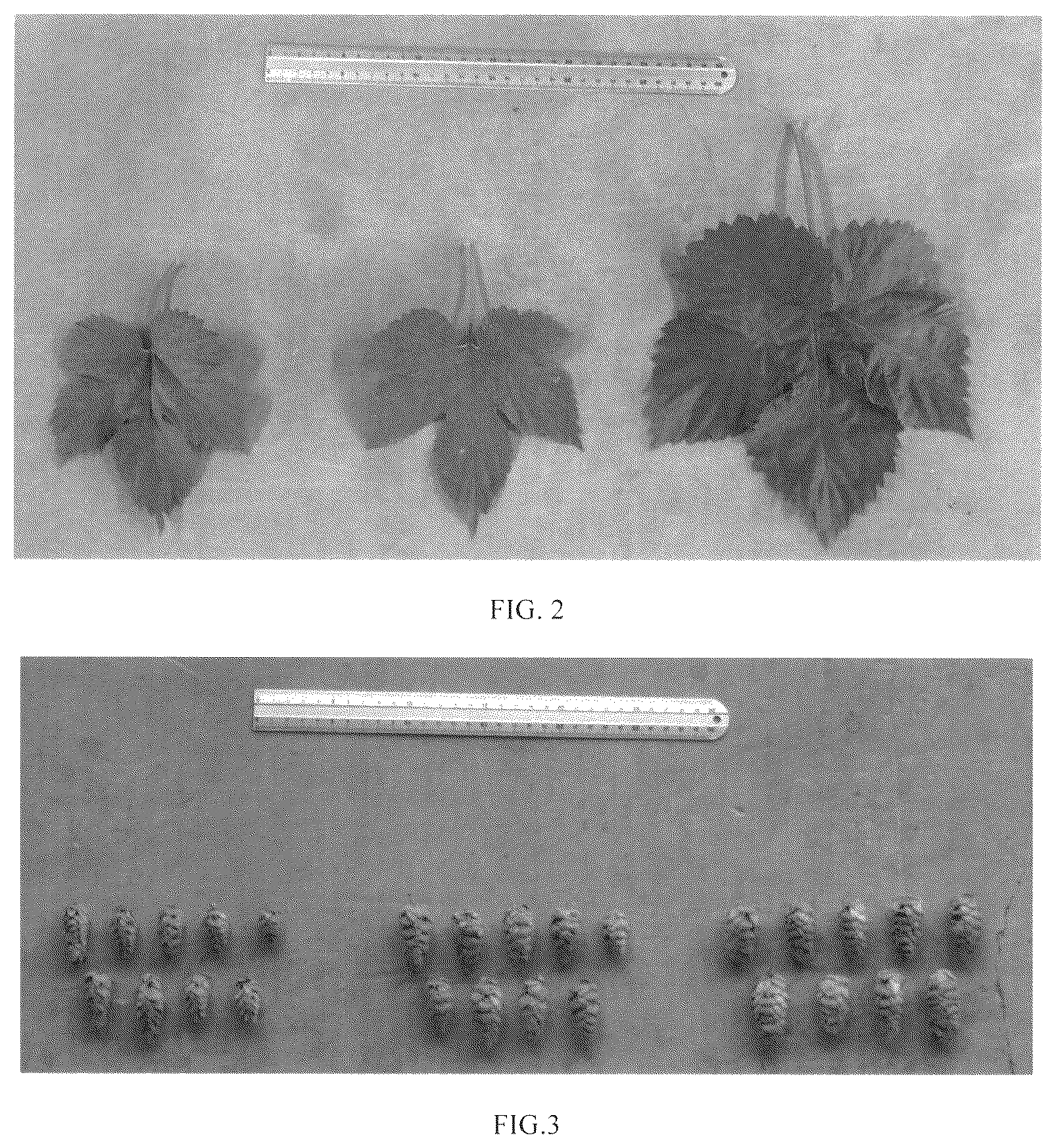 Patent USPP036303 Figure 2 – Hop plant named ‘Furano 0612B Go’