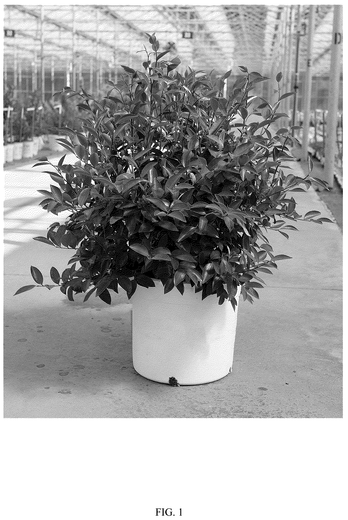 Patent USPP036304 Figure 1 – Camellia plant named ‘FARROWCJWD’