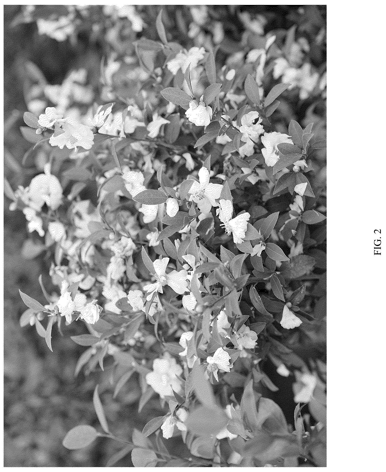 Patent USPP036304 Figure 2 – Camellia plant named ‘FARROWCJWD’