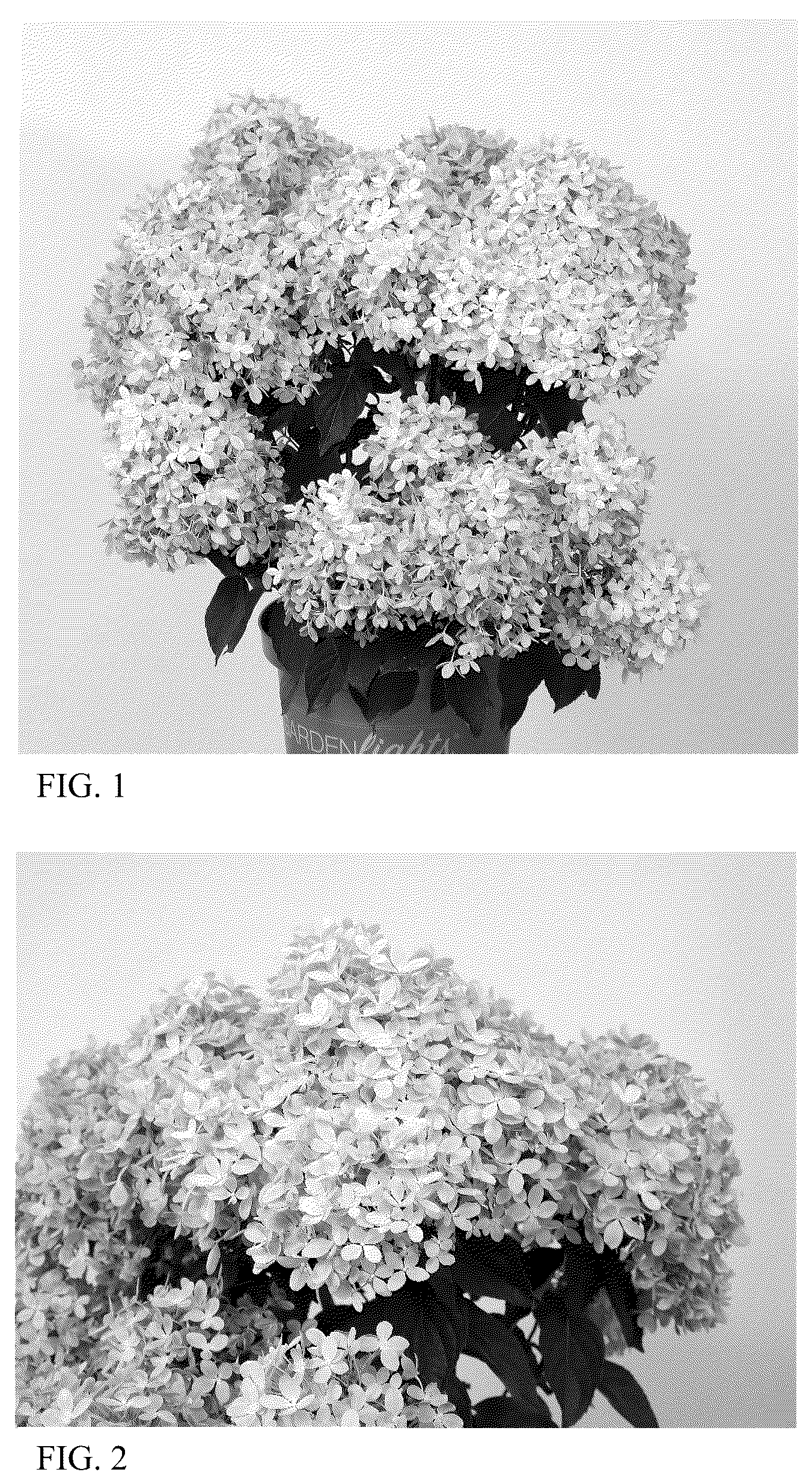 Patent USPP036305 — Hydrangea plant named ‘HYLV17520’ — Figure 1