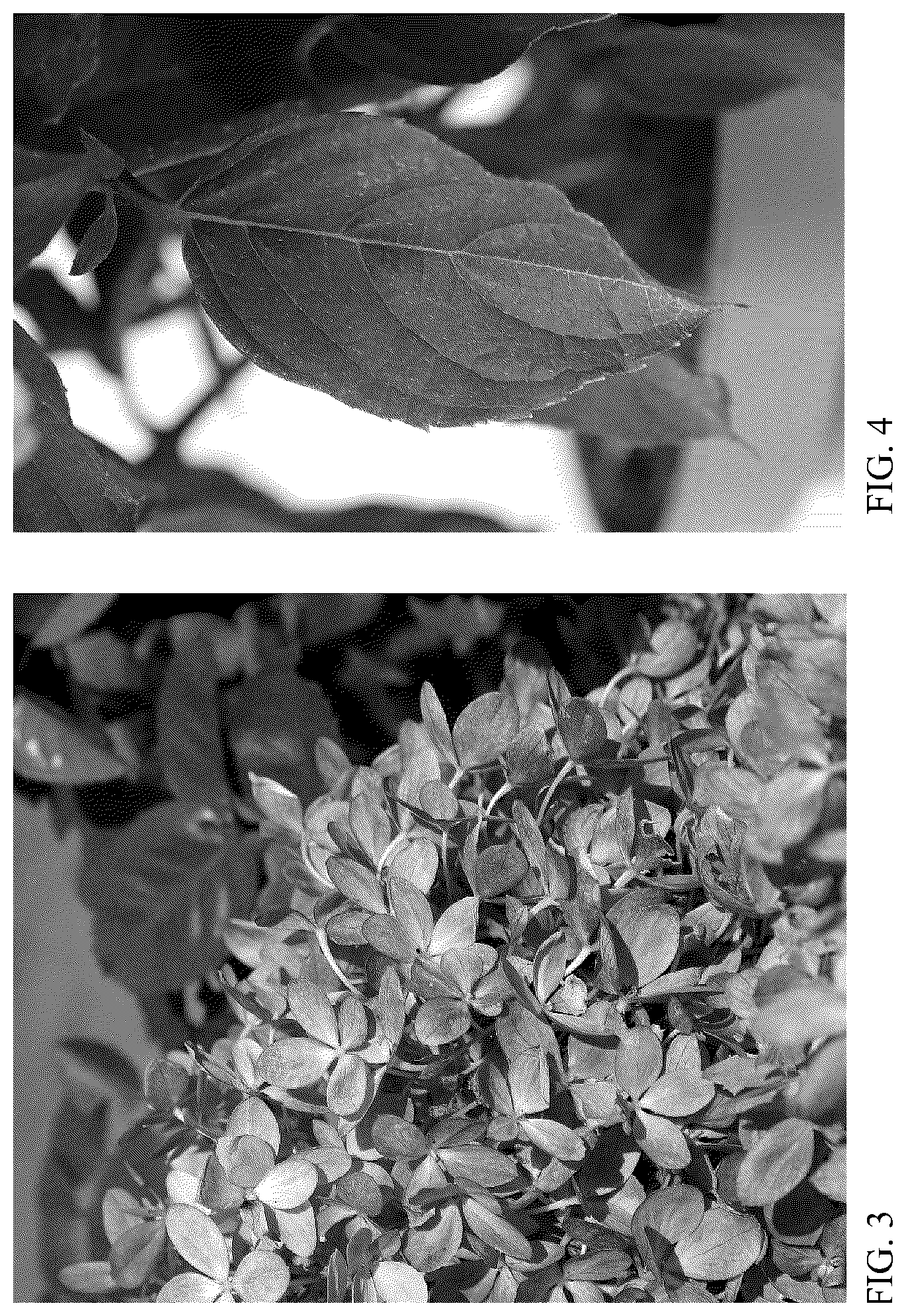 Patent USPP036305 Figure 2 – Hydrangea plant named ‘HYLV17520’
