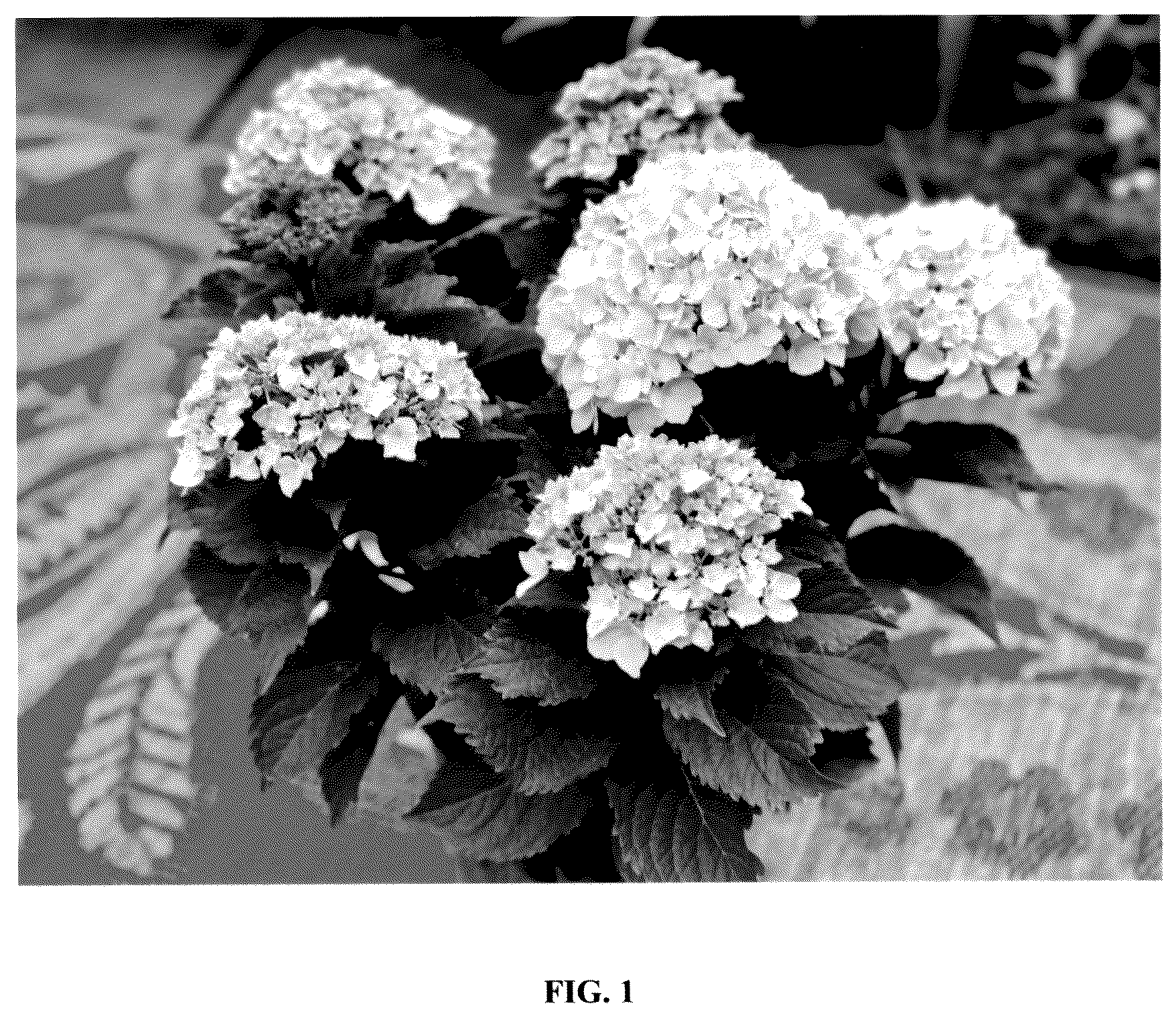 Patent USPP036306 Figure 1 – Hydrangea plant named ‘Bailmaceight’