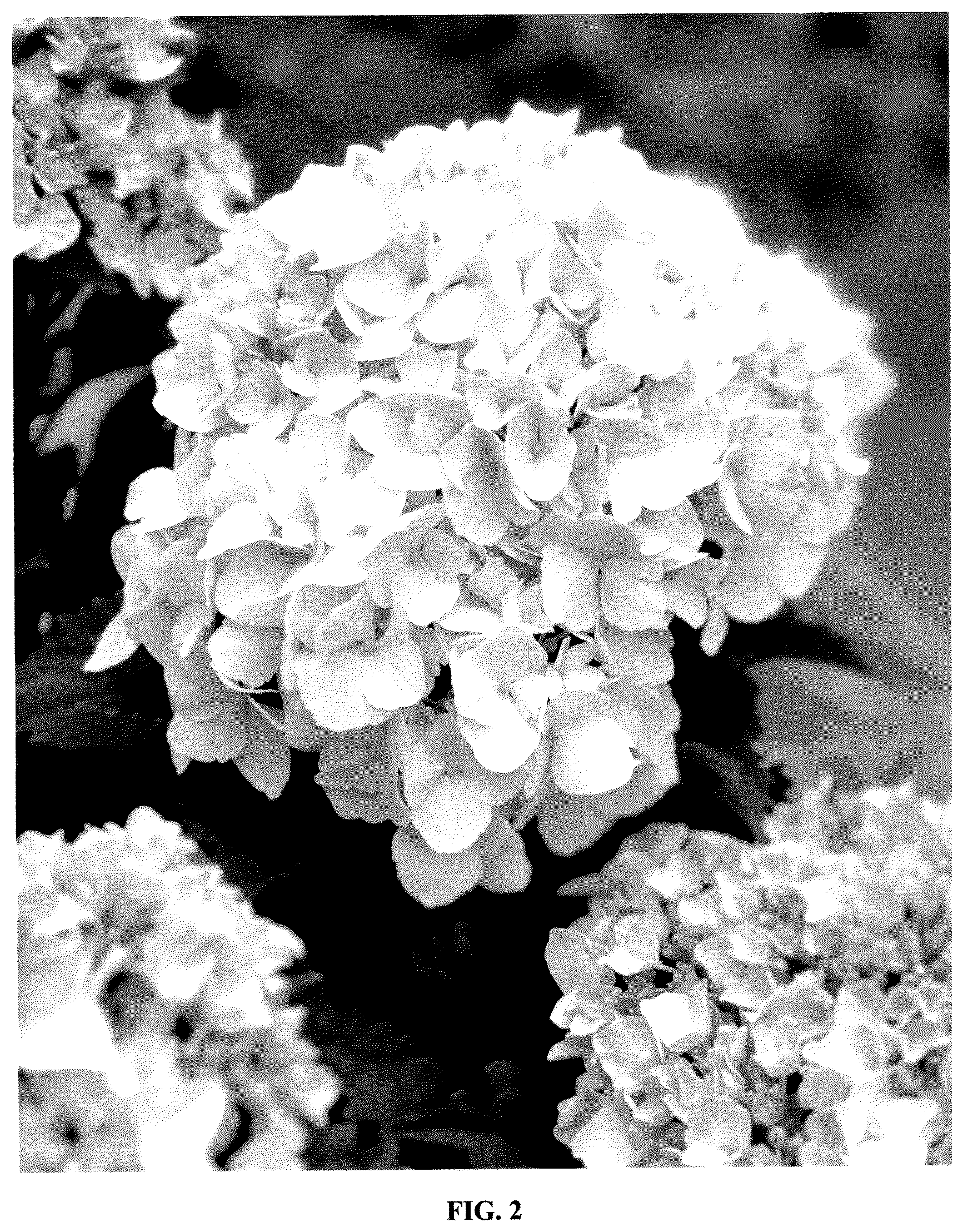 Patent USPP036306 Figure 2 – Hydrangea plant named ‘Bailmaceight’