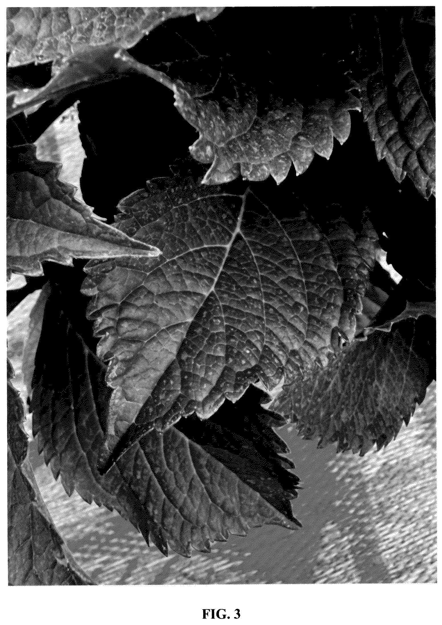 Patent USPP036306 Figure 3 – Hydrangea plant named ‘Bailmaceight’