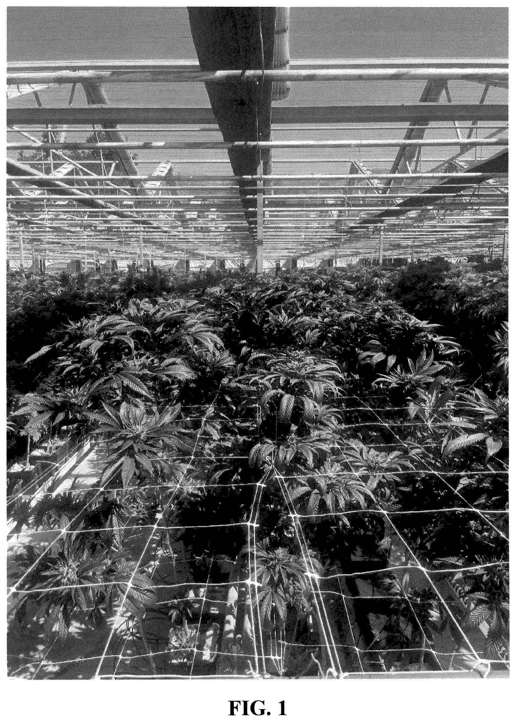 Patent USPP036307 Figure 1 – Cannabis plant named ‘21AF0716’
