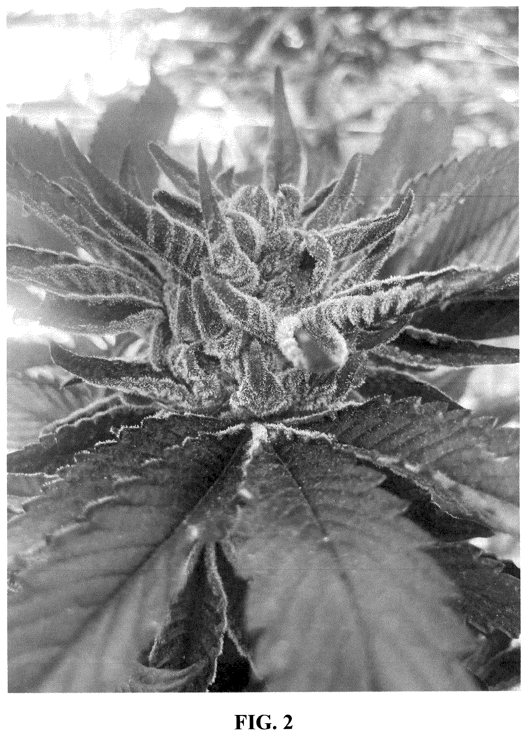 Patent USPP036307 Figure 2 – Cannabis plant named ‘21AF0716’