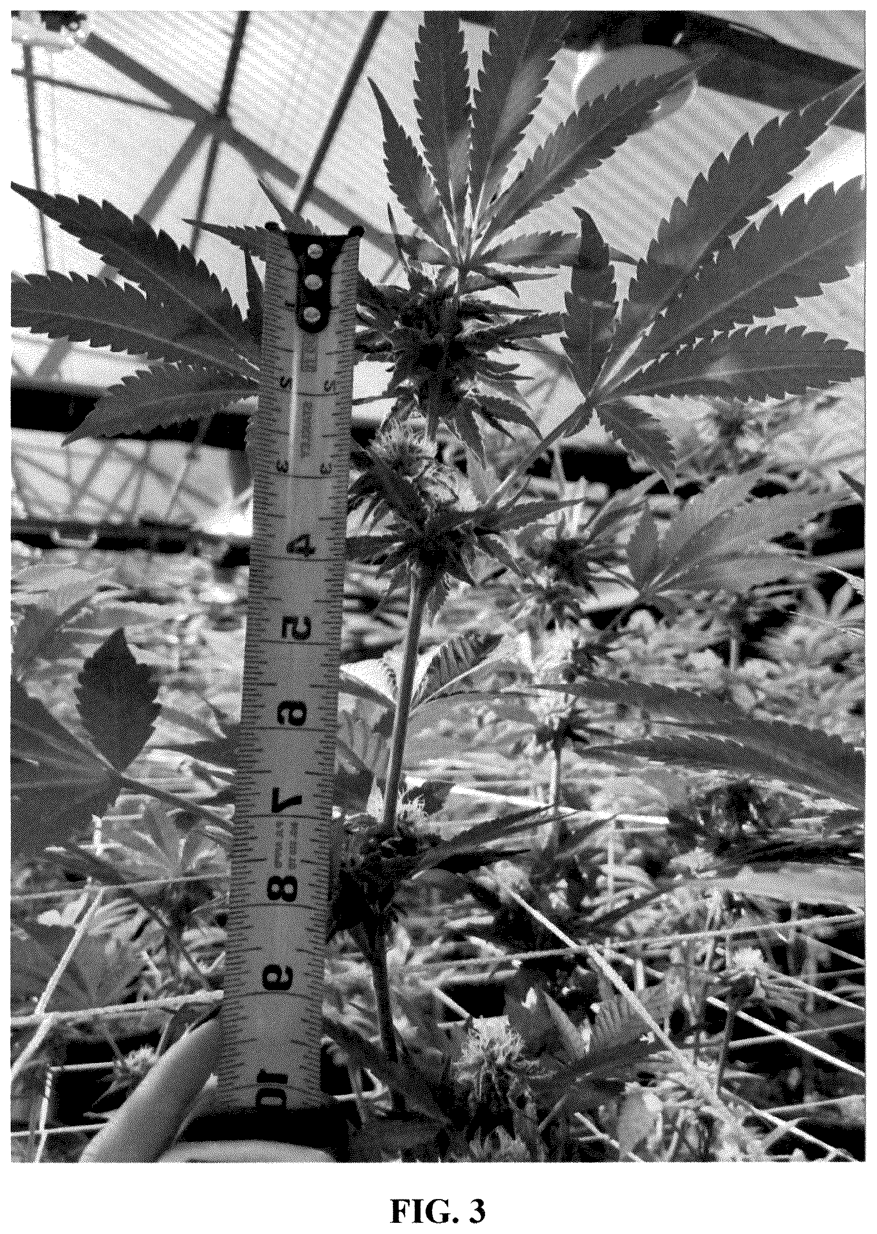 Patent USPP036307 Figure 3 – Cannabis plant named ‘21AF0716’