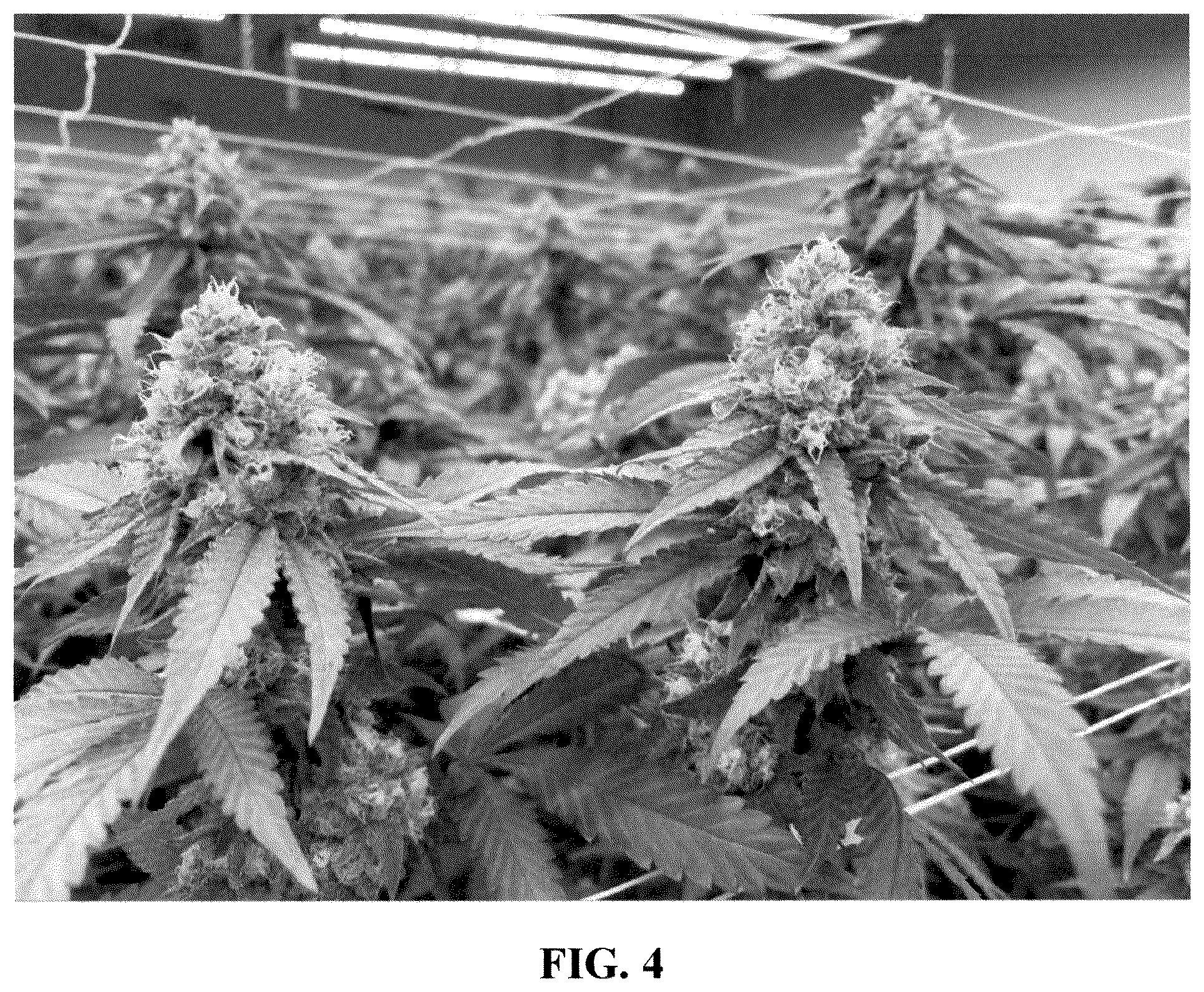 Patent USPP036307 Figure 4 – Cannabis plant named ‘21AF0716’
