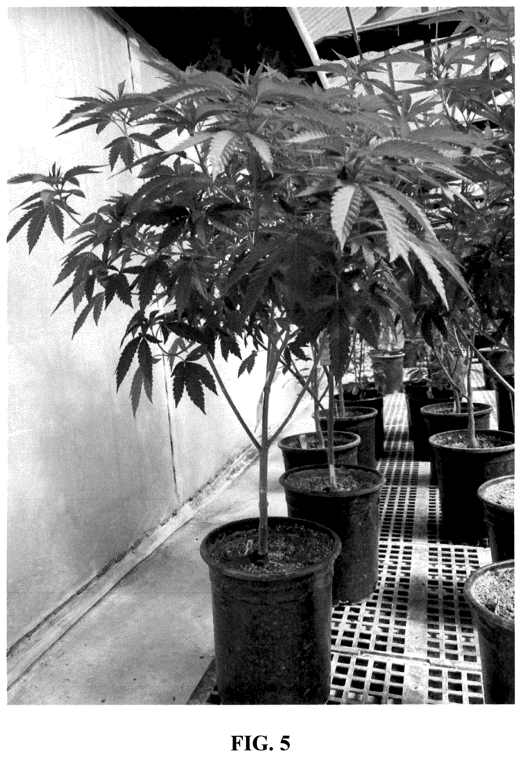 Patent USPP036307 Figure 5 – Cannabis plant named ‘21AF0716’