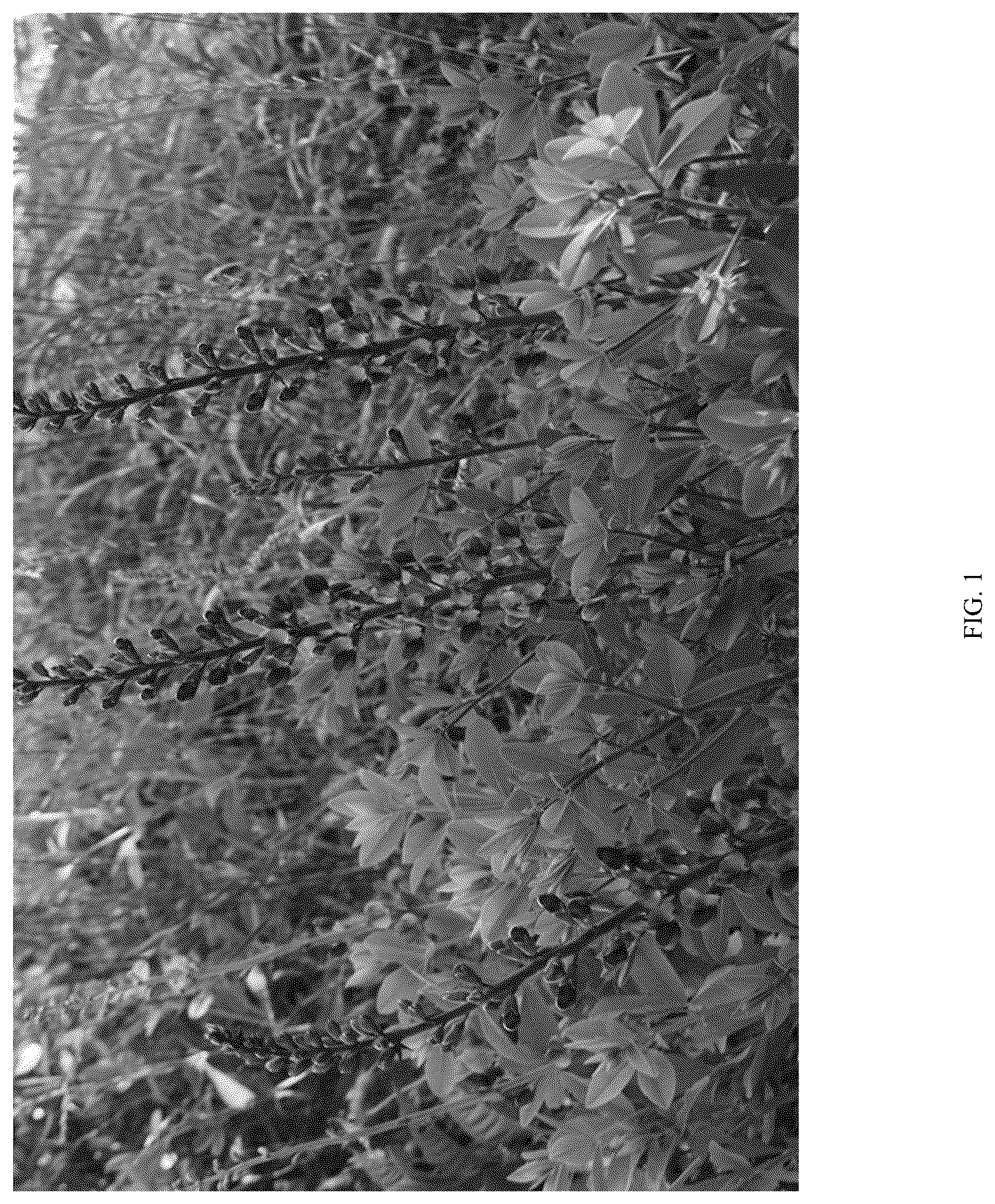 Patent USPP036308 Figure 1 – Baptisia plant named ‘PIIBAP-01-21’