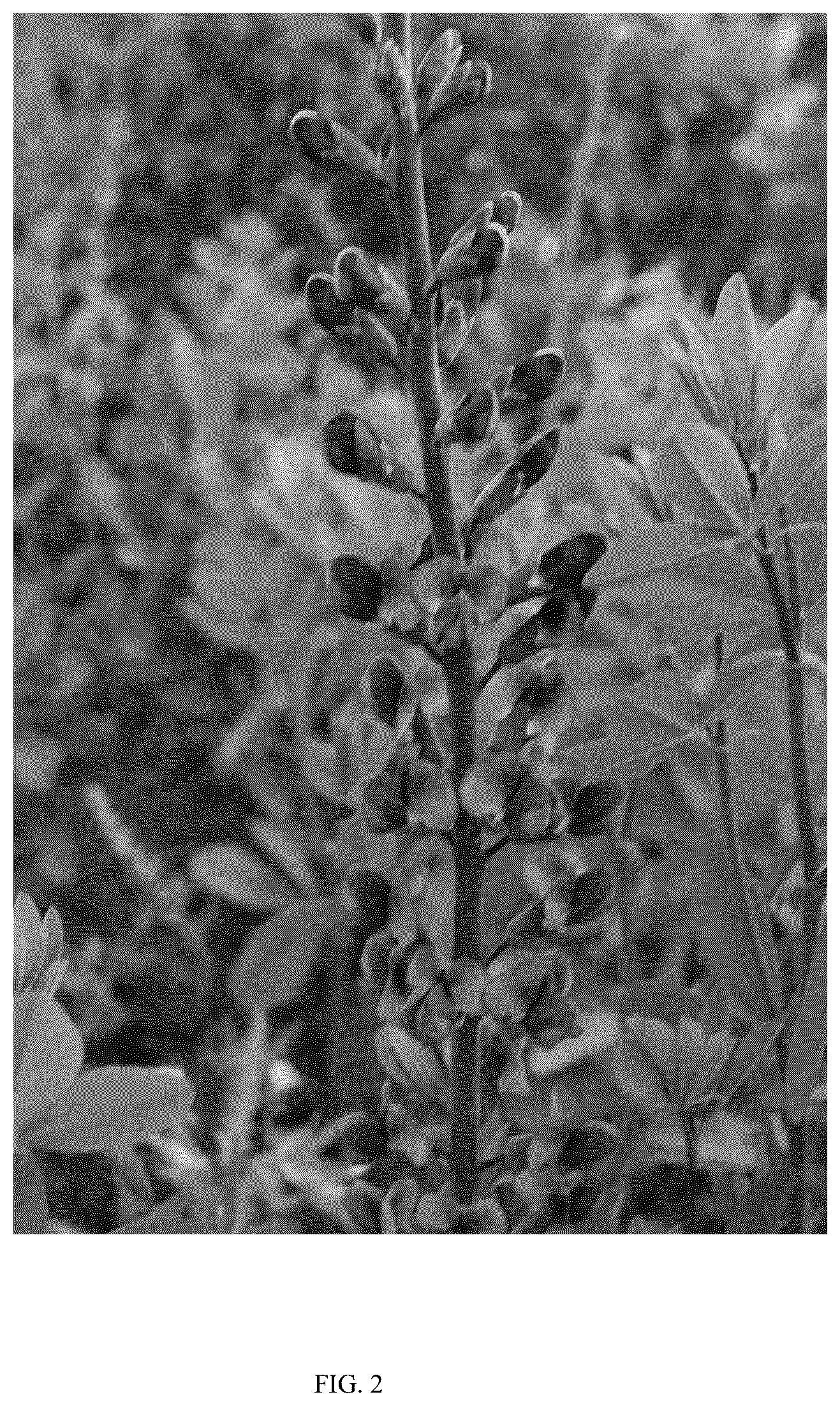 Patent USPP036308 Figure 2 – Baptisia plant named ‘PIIBAP-01-21’