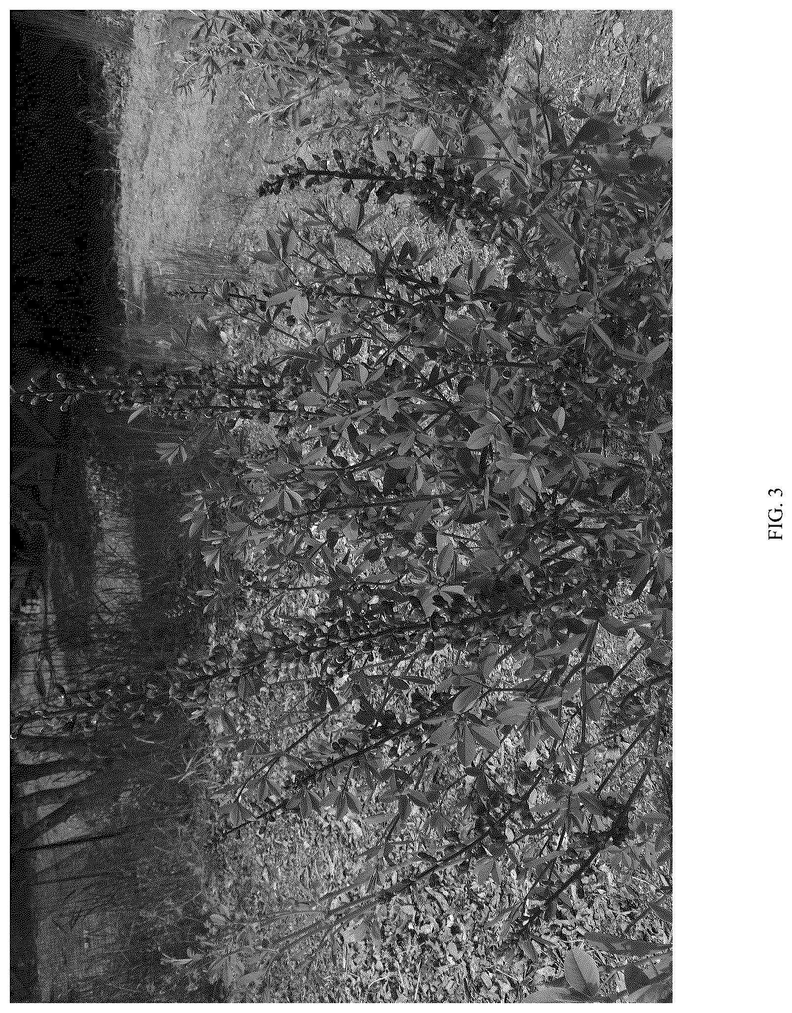 Patent USPP036308 Figure 3 – Baptisia plant named ‘PIIBAP-01-21’
