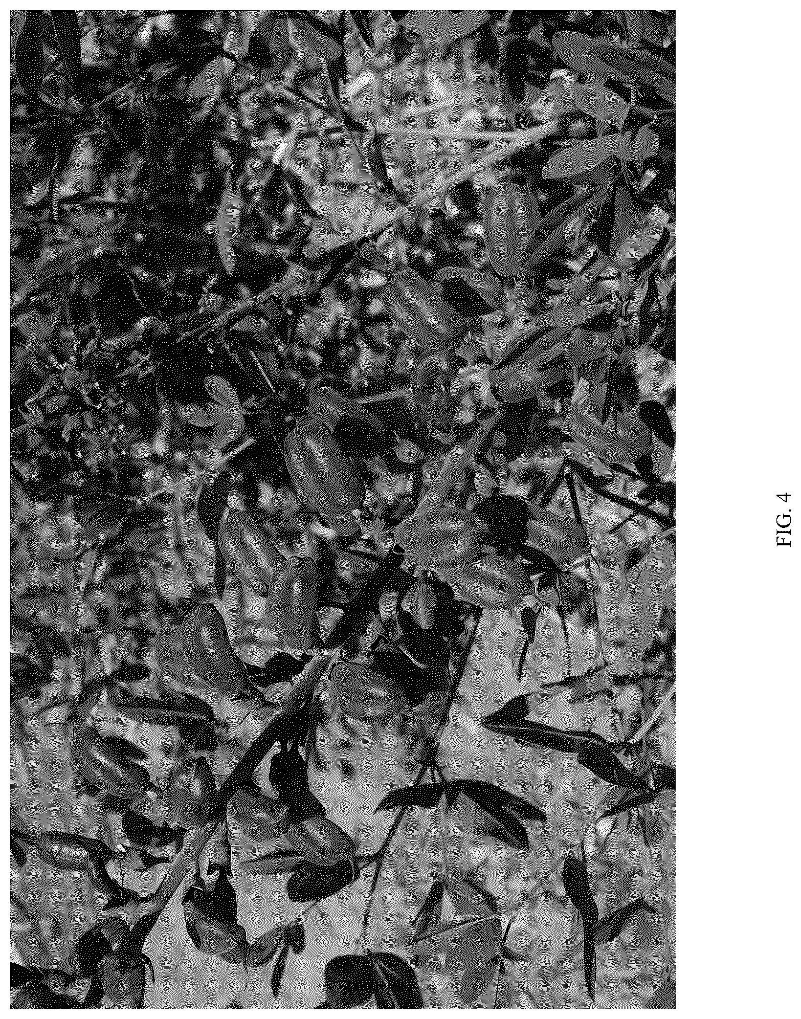Patent USPP036308 Figure 4 – Baptisia plant named ‘PIIBAP-01-21’
