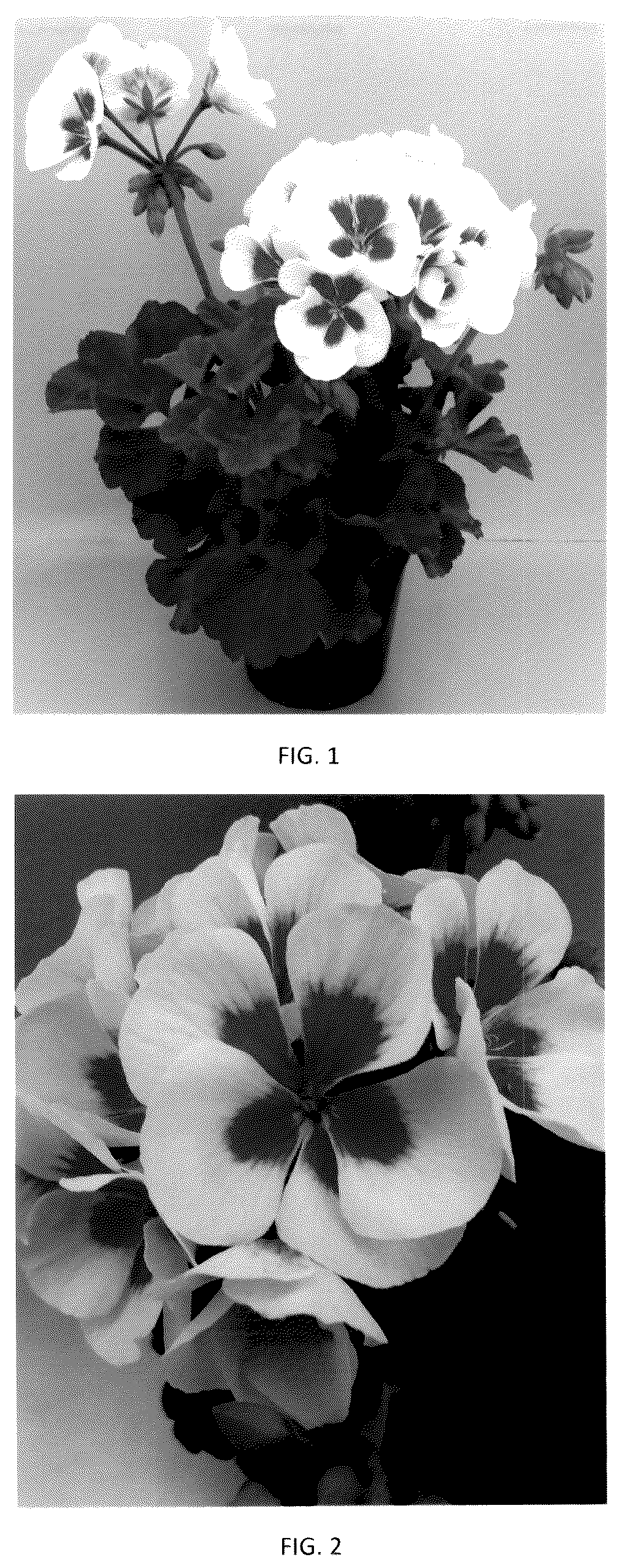 Patent USPP036309 Figure 1 – Pelargonium plant named ‘PEQZ0106’