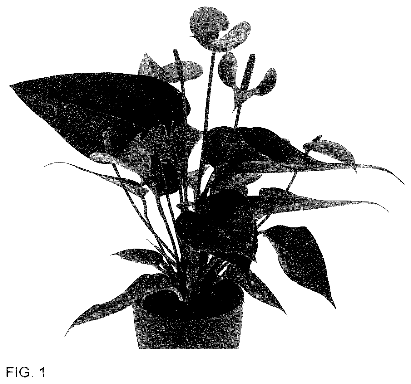 Patent USPP036310 Figure 1 – Anthurium plant named ‘AN2180756’