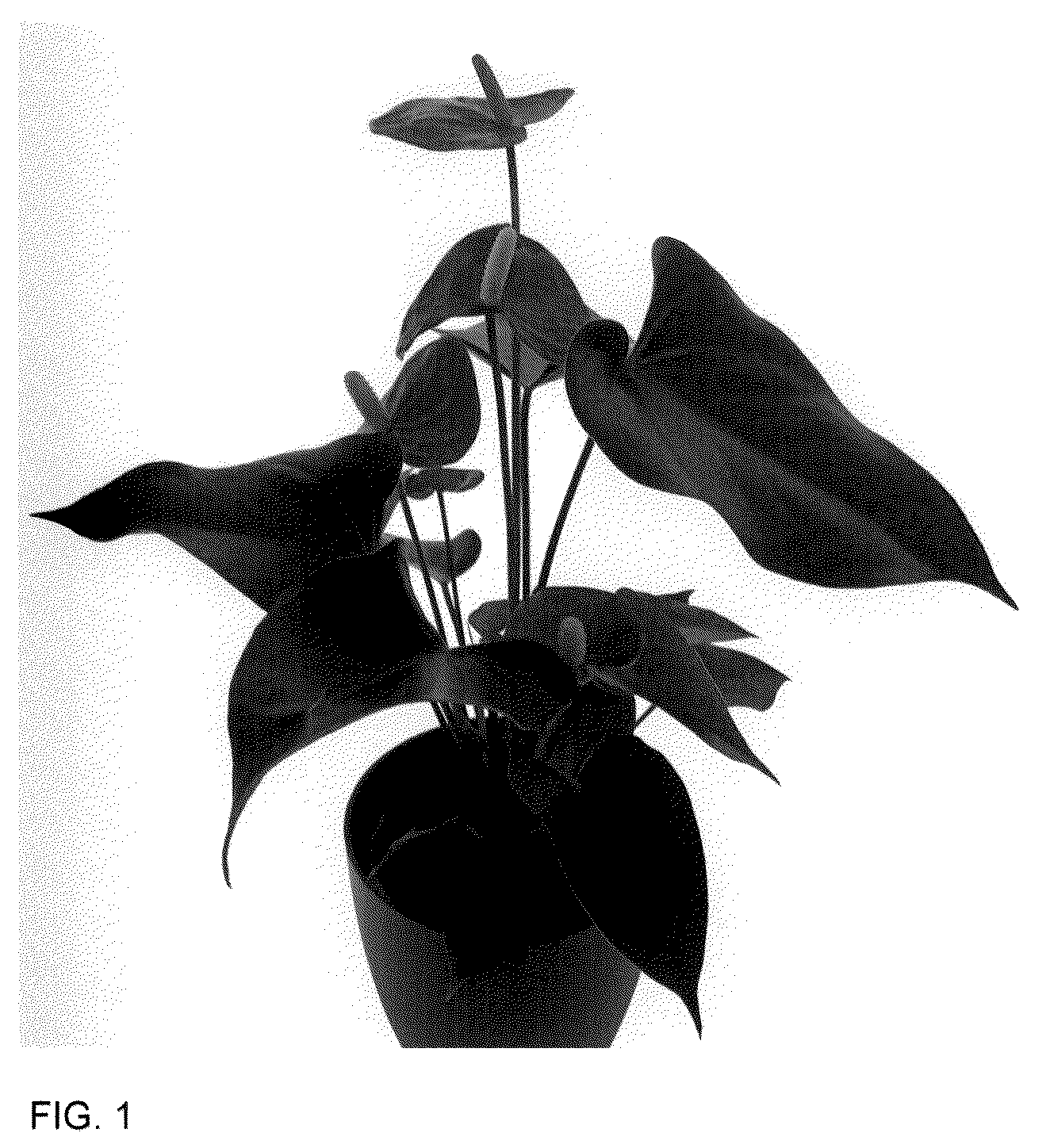 Patent USPP036311 Figure 1 – Anthurium plant named ‘AN2494662’