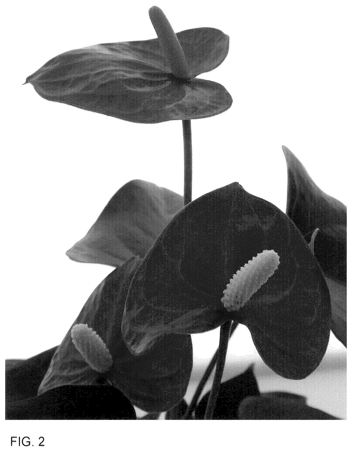 Patent USPP036311 Figure 2 – Anthurium plant named ‘AN2494662’