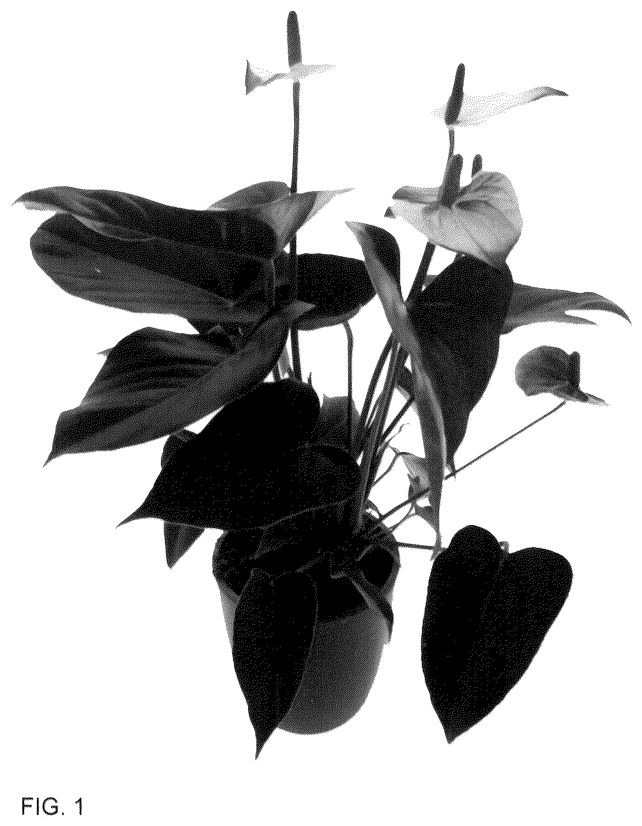 Patent USPP036312 Figure 1 – Anthurium plant named ‘AN2704879’