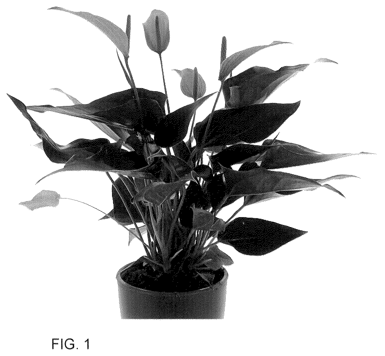 Patent USPP036313 Figure 1 – Anthurium plant named ‘AN2437252’
