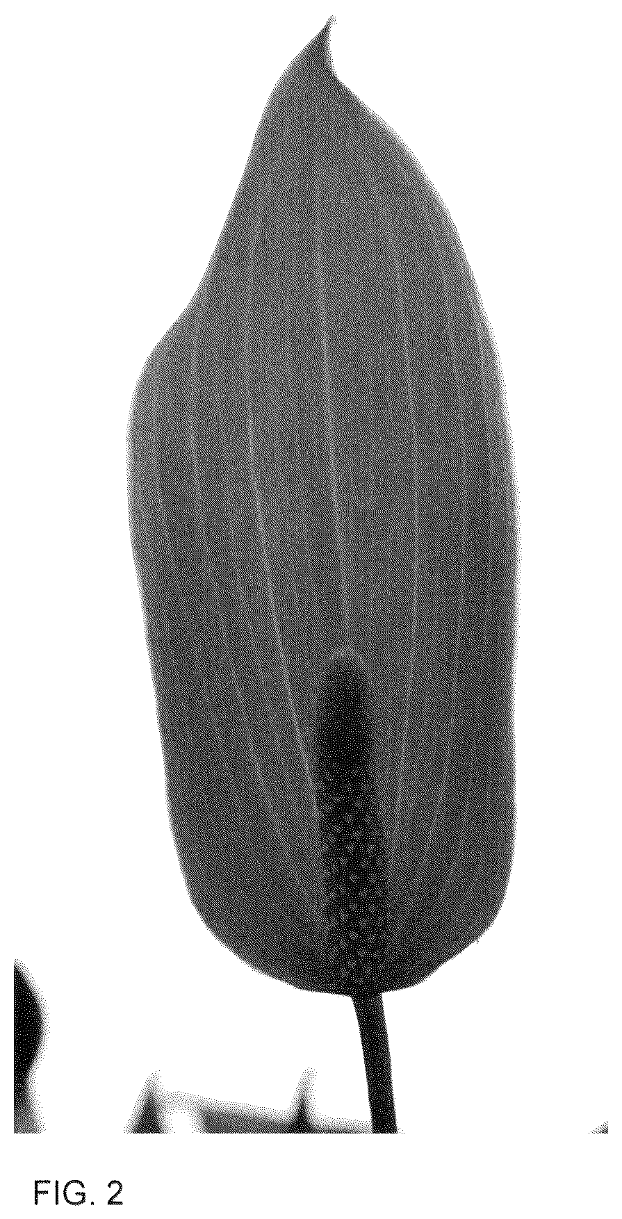 Patent USPP036313 Figure 2 – Anthurium plant named ‘AN2437252’