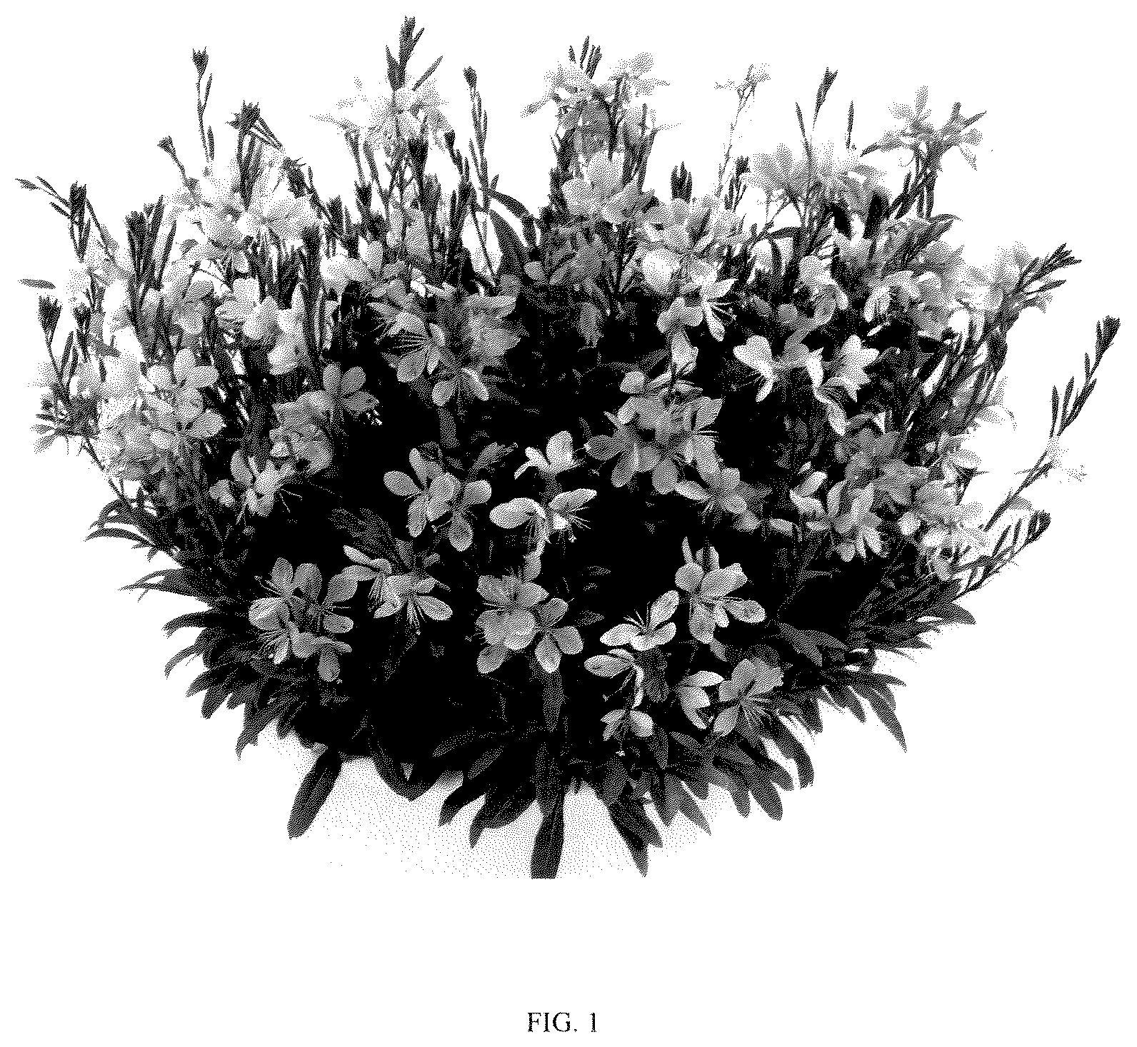 Patent USPP036314 Figure 1 – Gaura plant named ‘DGAUDARIP’