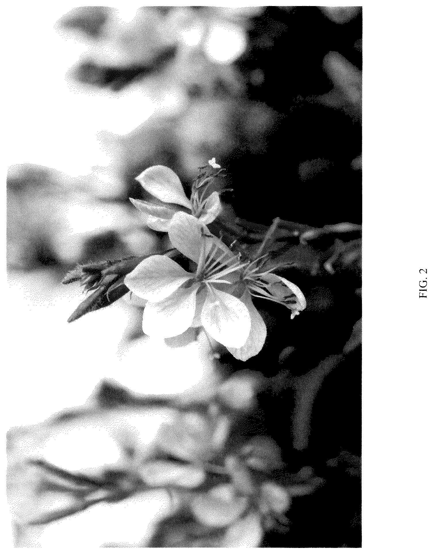 Patent USPP036314 Figure 2 – Gaura plant named ‘DGAUDARIP’