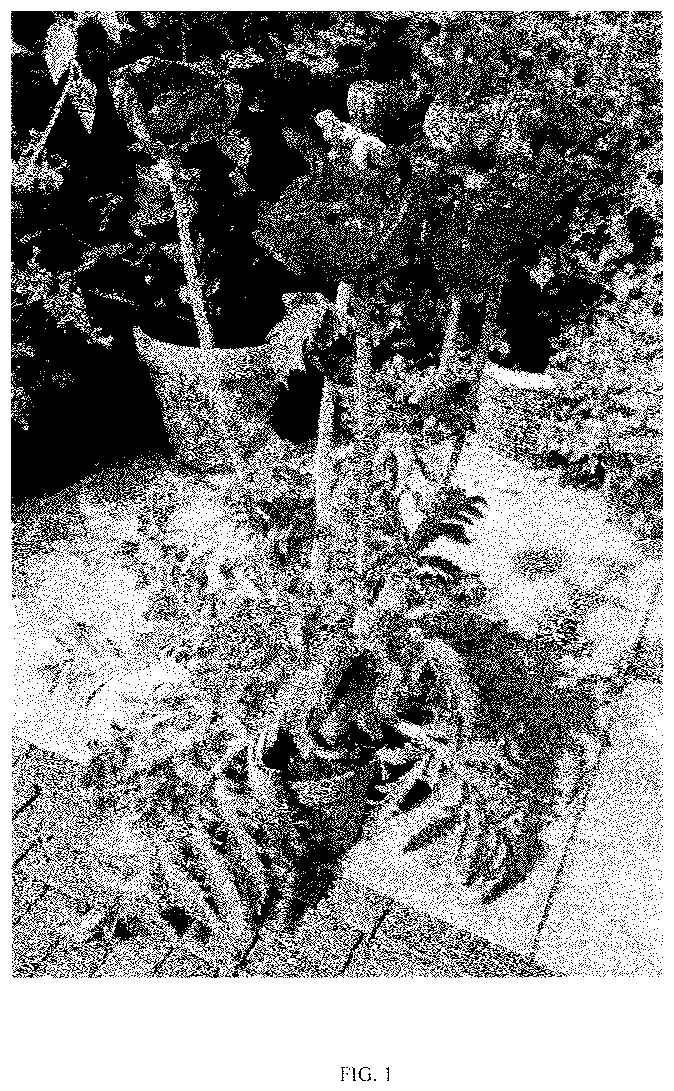 Patent USPP036315 Figure 1 – Papaver plant named ‘HG01’