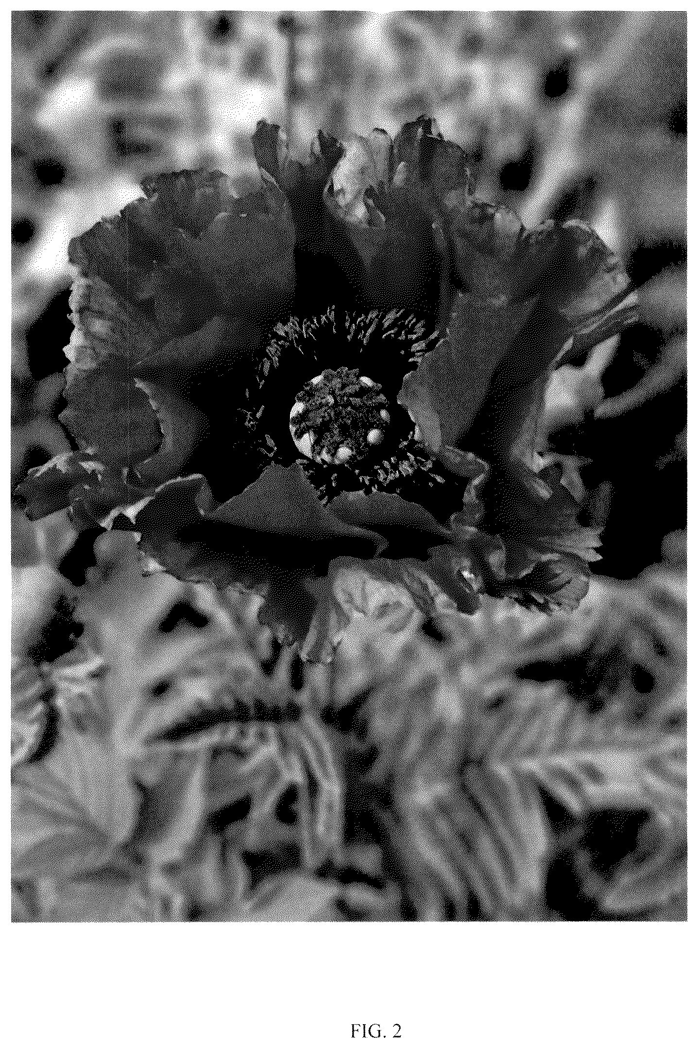 Patent USPP036315 Figure 2 – Papaver plant named ‘HG01’