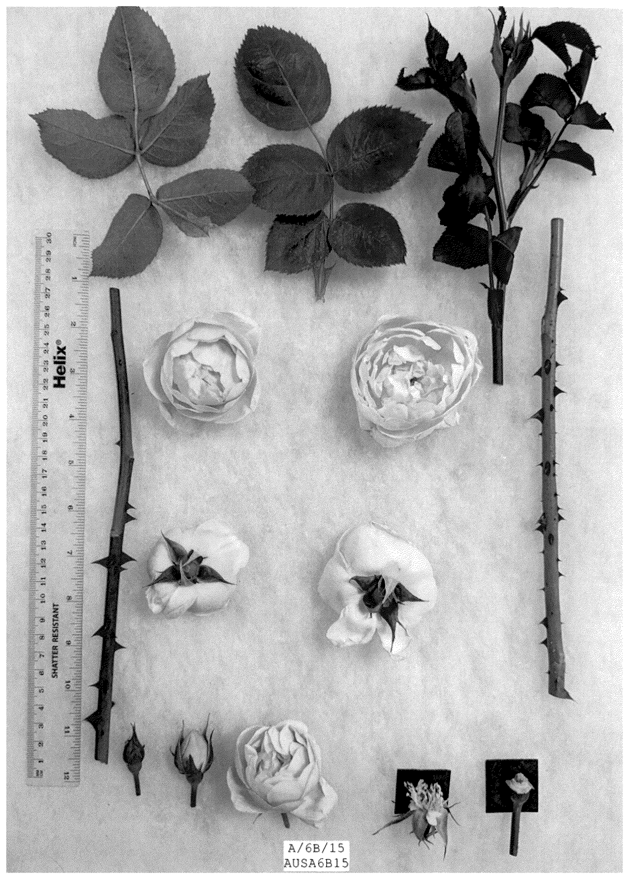 Patent USPP036316 Figure 1 – Rosa hybrida shrub plant named ‘AUSA6B15’