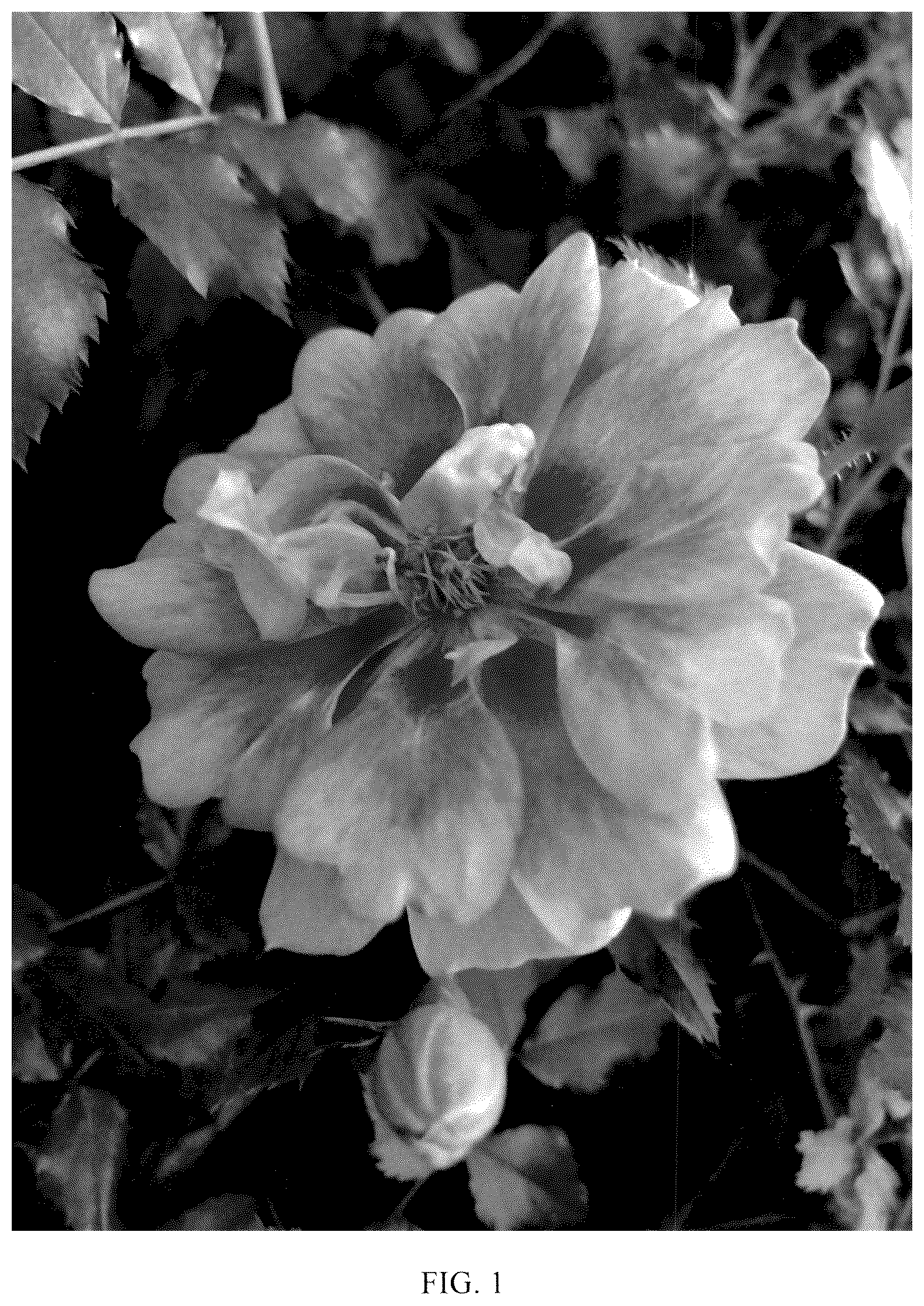 Patent USPP036317 Figure 1 – Rose plant named ‘KORhulth 005’