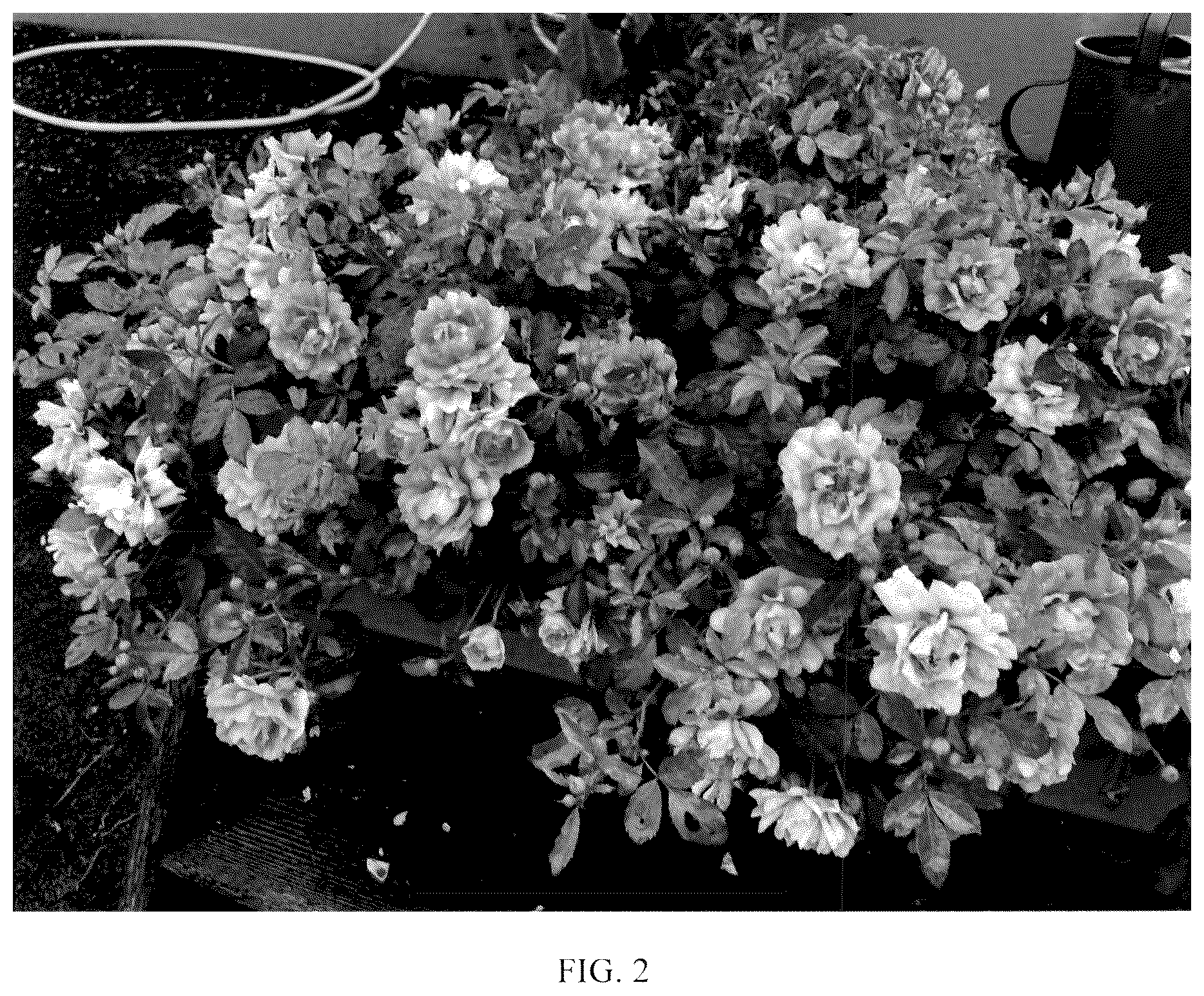 Patent USPP036317 Figure 2 – Rose plant named ‘KORhulth 005’
