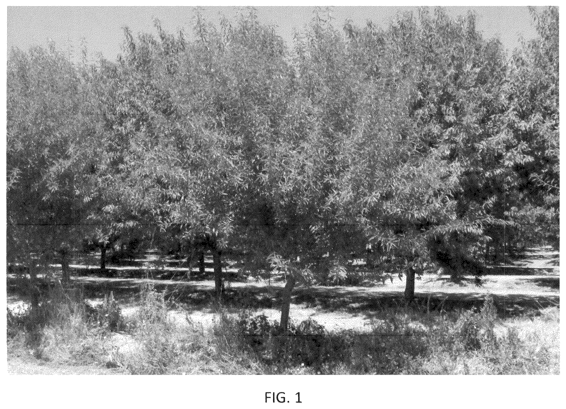 Patent USPP036318 Figure 1 – Almond tree named ‘PH-2019’