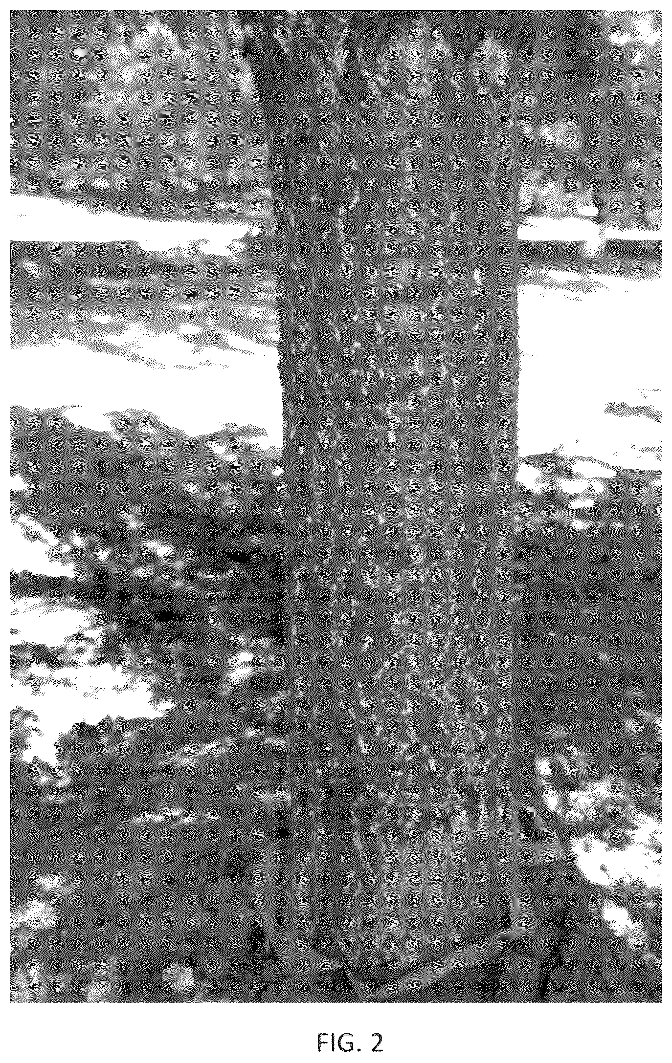 Patent USPP036318 Figure 2 – Almond tree named ‘PH-2019’
