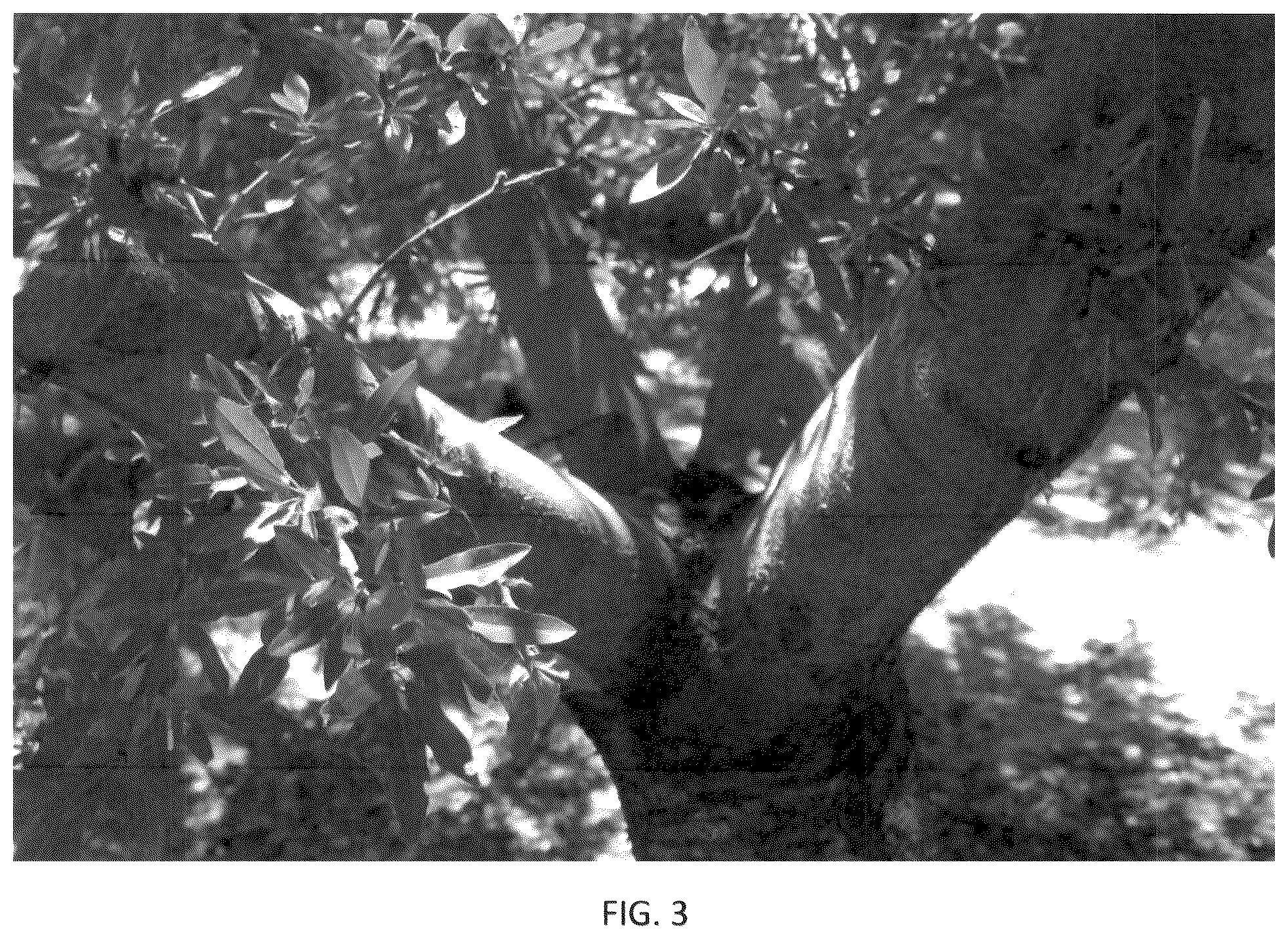 Patent USPP036318 Figure 3 – Almond tree named ‘PH-2019’