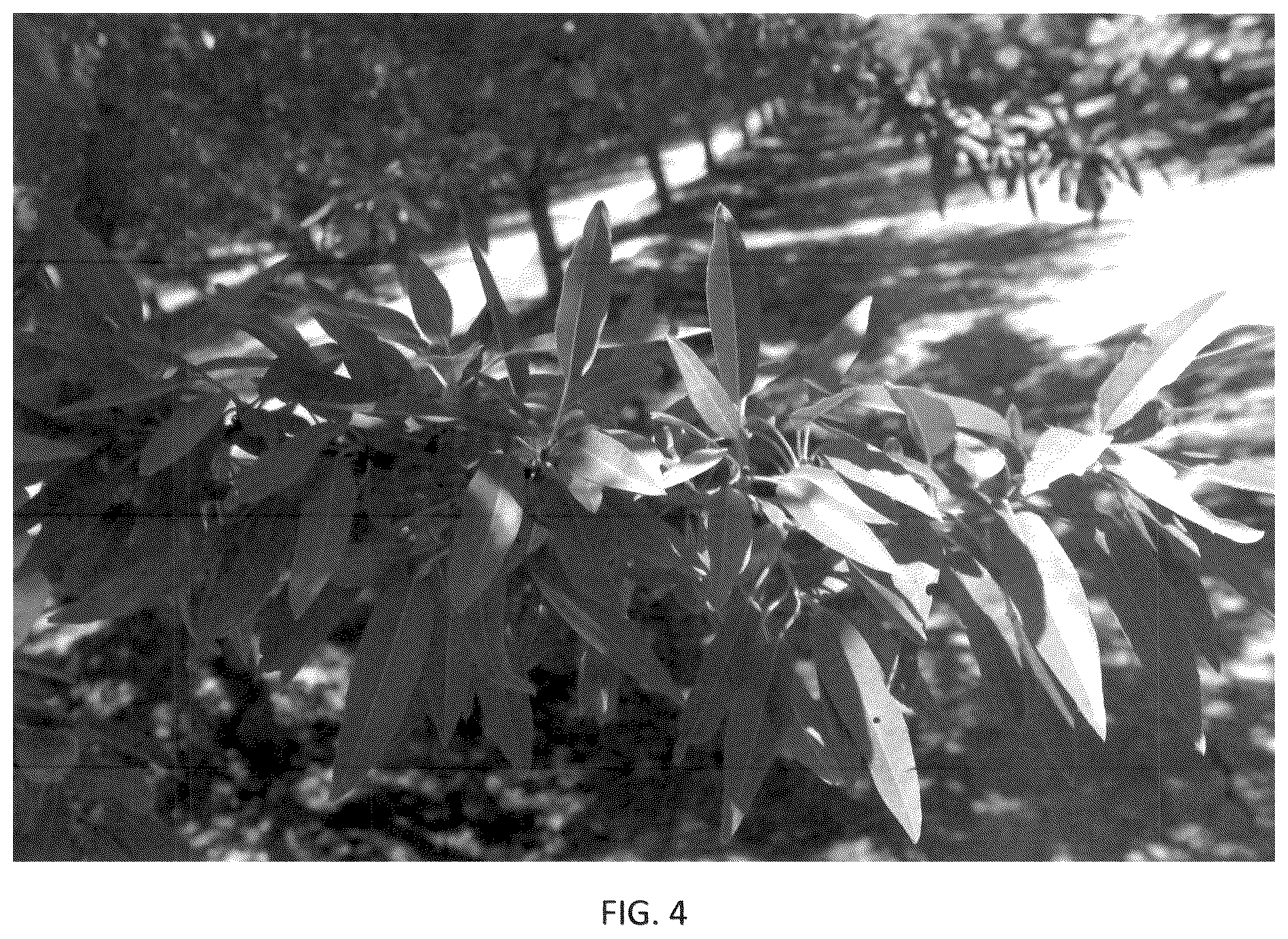 Patent USPP036318 Figure 4 – Almond tree named ‘PH-2019’