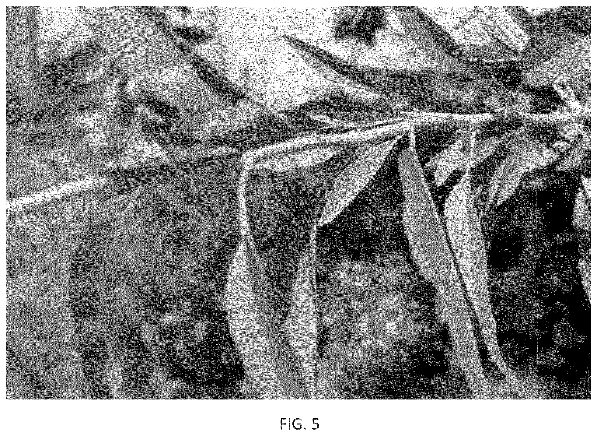 Patent USPP036318 Figure 5 – Almond tree named ‘PH-2019’