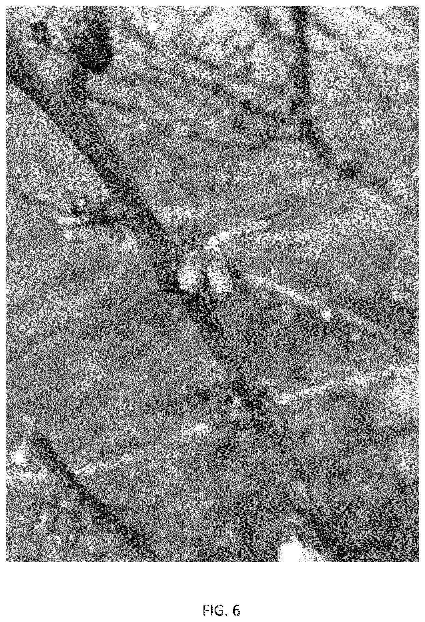 Patent USPP036318 Figure 6 – Almond tree named ‘PH-2019’