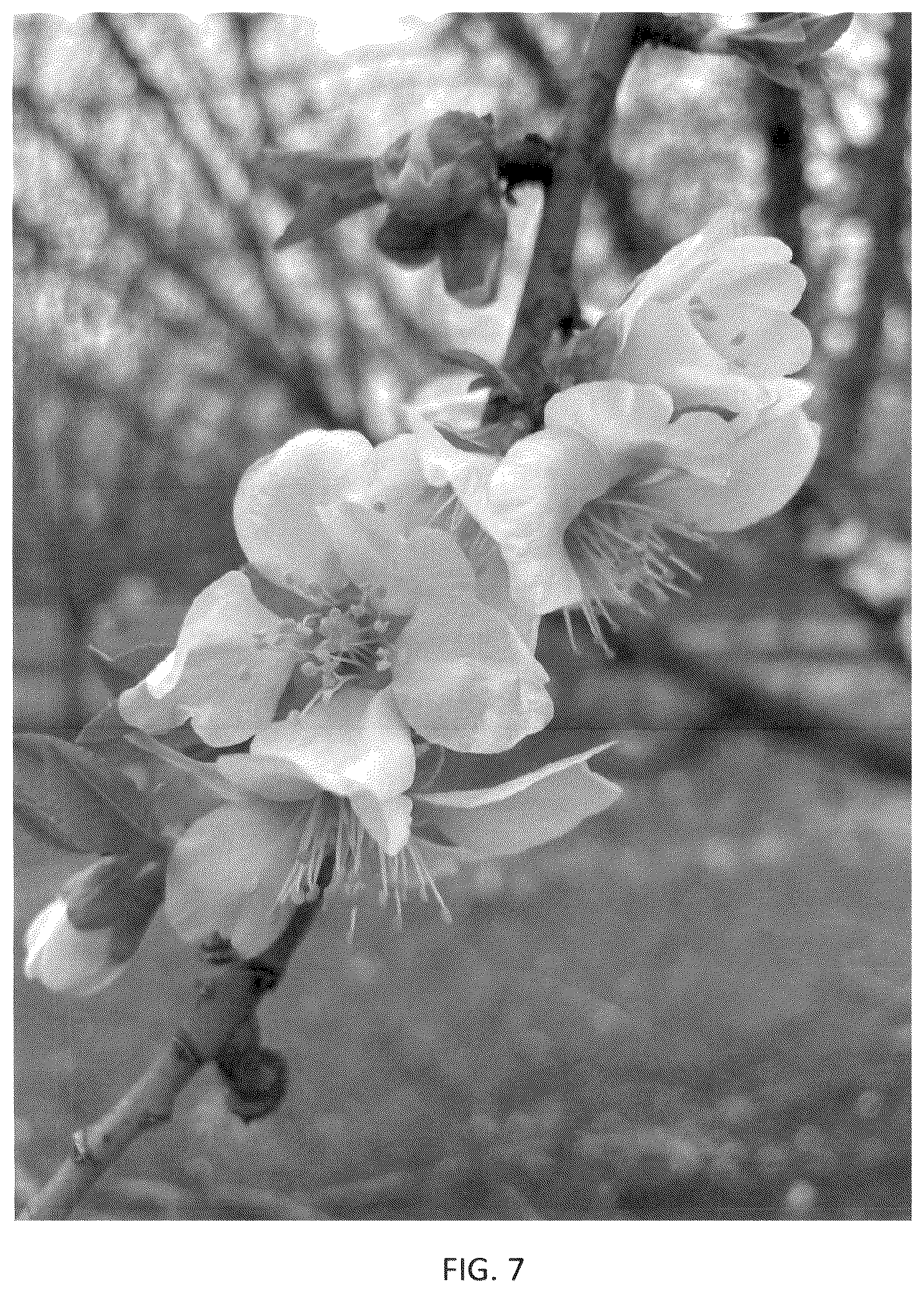Patent USPP036318 Figure 7 – Almond tree named ‘PH-2019’