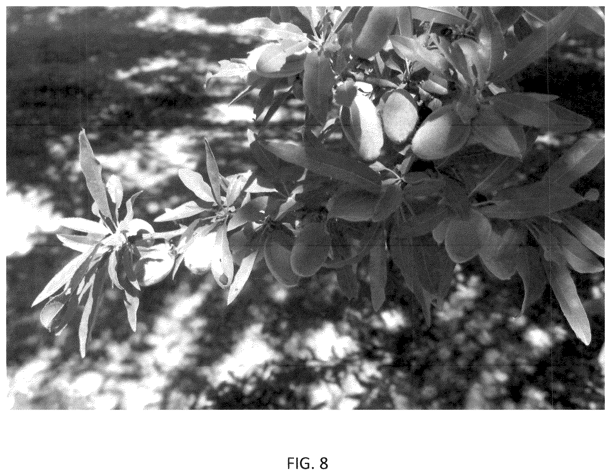 Patent USPP036318 Figure 8 – Almond tree named ‘PH-2019’