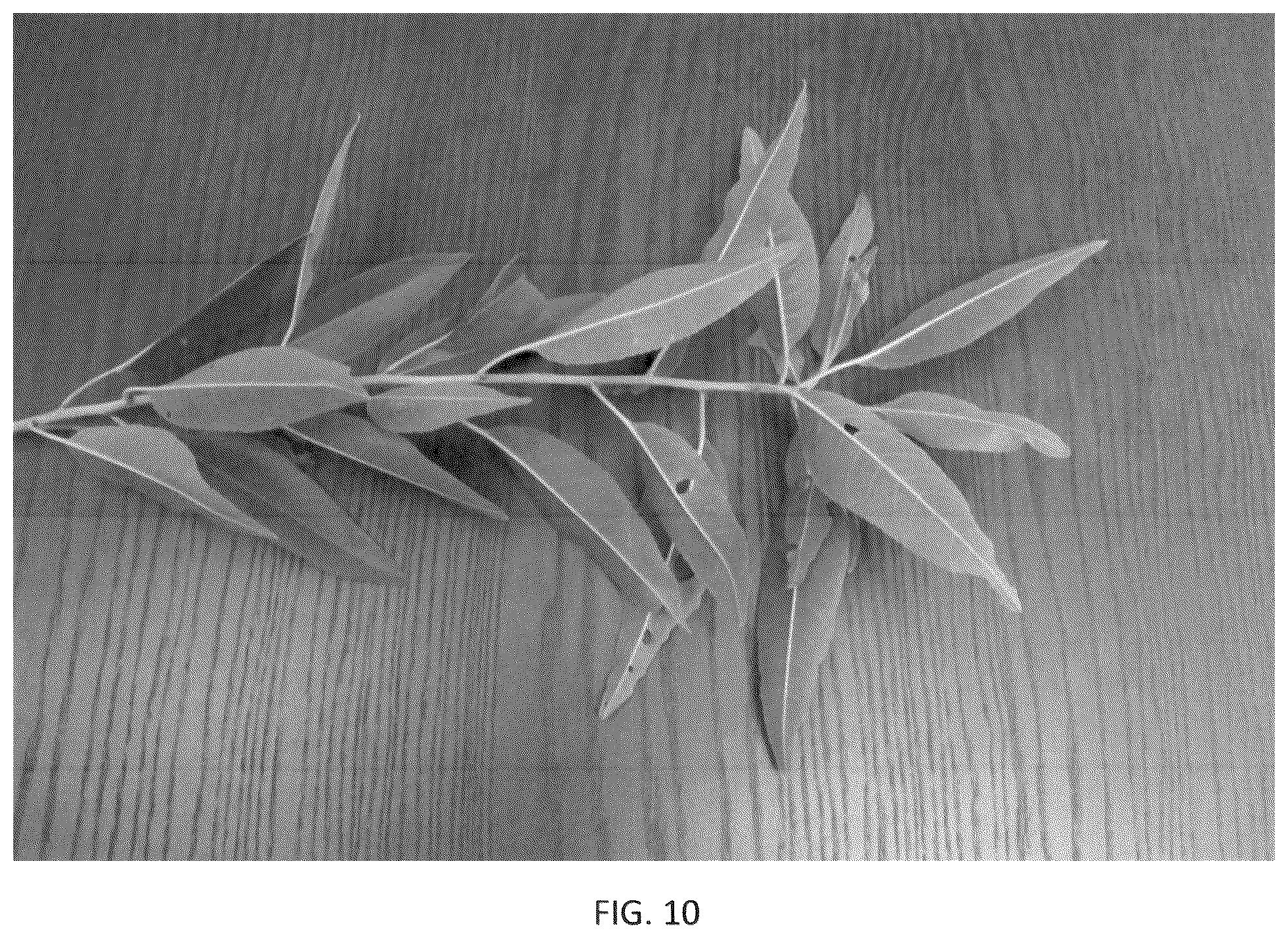 Patent USPP036318 Figure 10 – Almond tree named ‘PH-2019’