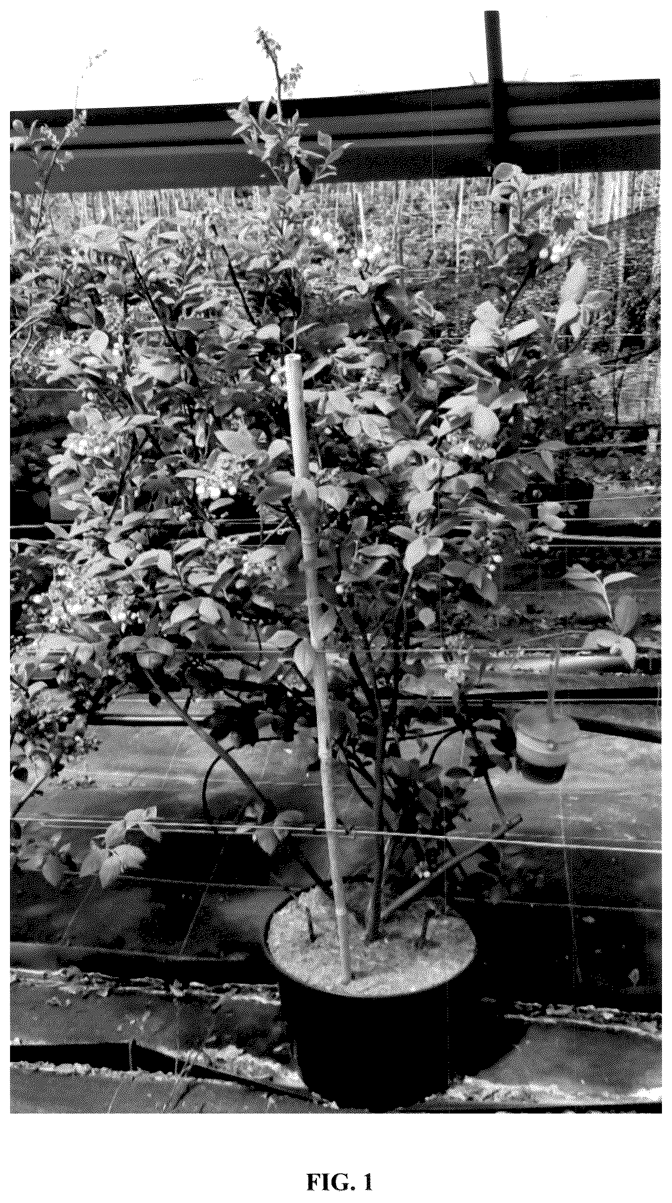 Patent USPP036319 Figure 1 – Vaccinium plant named ‘BWPBLUE02’